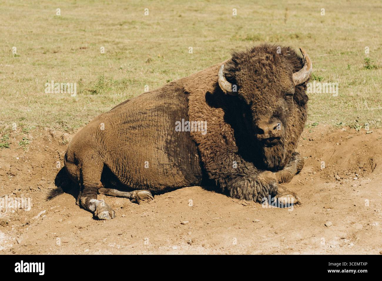 Un grande bisonte americano giace pacificamente sulla terra asciutta in un campo aperto illuminato dal sole, mostrando il suo corpo massiccio e la pelliccia shaggy. Foto Stock Un grande bisonte americano giace pacificamente sulla terra asciutta in un campo aperto illuminato dal sole, mostrando il suo corpo massiccio e la pelliccia shaggy. Foto Stock