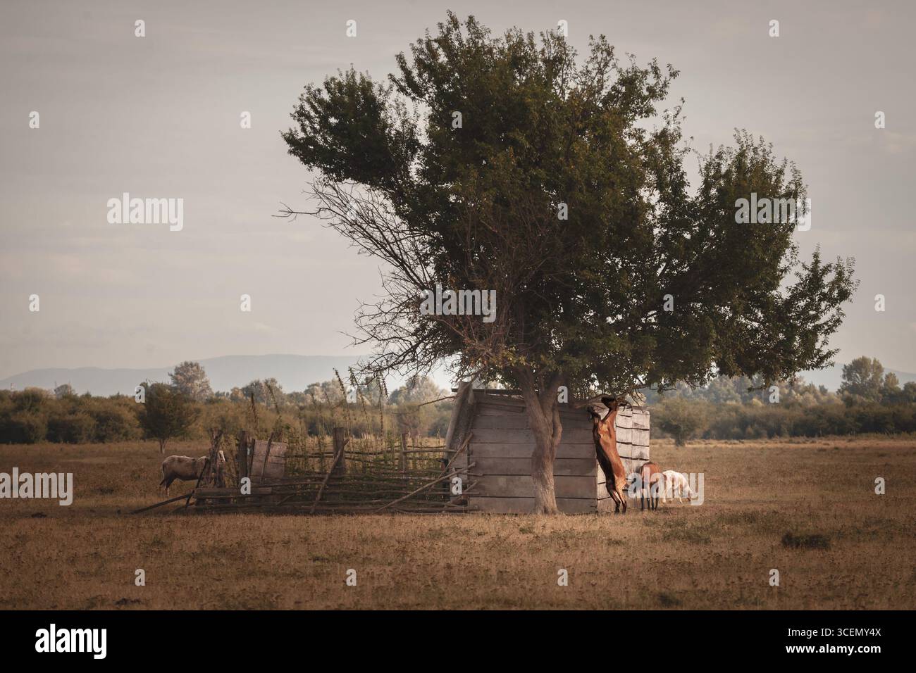 La sfocatura selettiva incornicia le capre in scuderie di legno a Zasavica, Serbia. Una capra sta sulle zampe posteriori per curiosare tra un albero, mentre altre pascolano, illustrando il capro Foto Stock