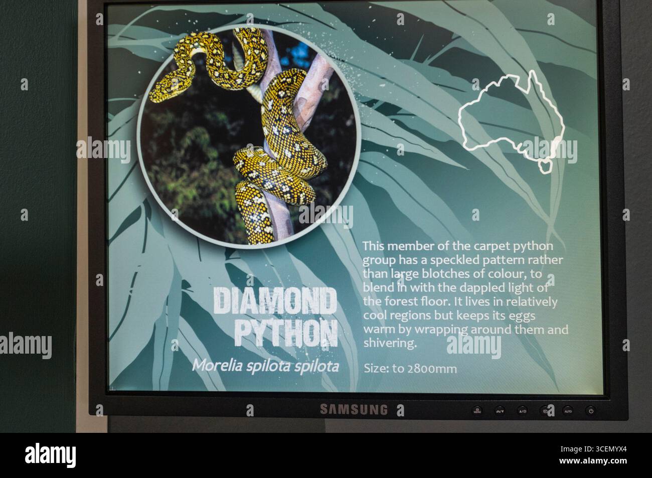 Segno per il Diamond Python sul display nella vita selvatica allo Zoo di Sydney Darling Harbour, il quartiere centrale degli affari di Sydney, Nuovo Galles del Sud, Australia Foto Stock