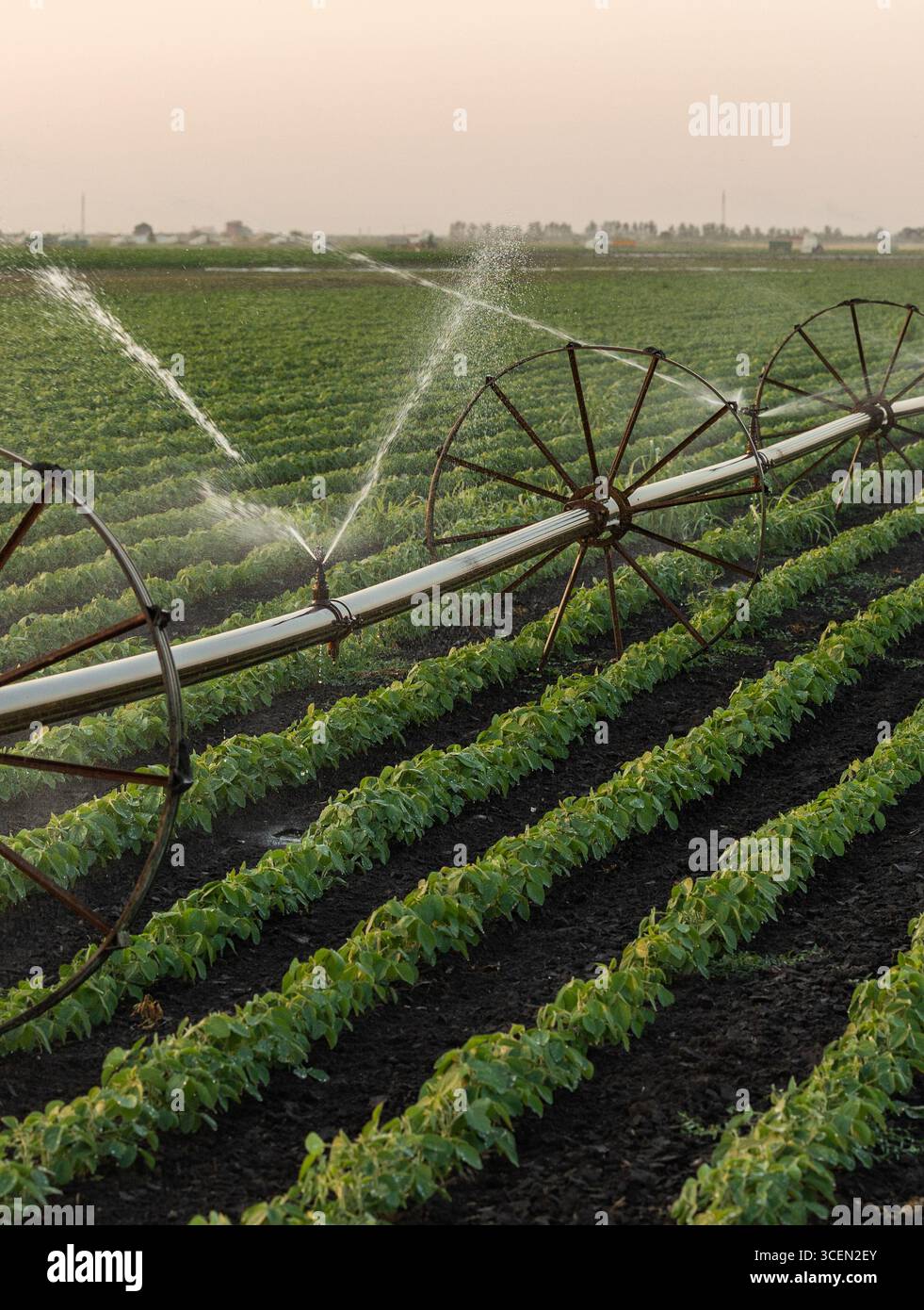 Impianto di irrigazione per l'irrigazione di campi agricoli, irrigazione efficiente per la coltivazione della soia Foto Stock Impianto di irrigazione per l'irrigazione di campi agricoli, irrigazione efficiente per la coltivazione della soia Foto Stock