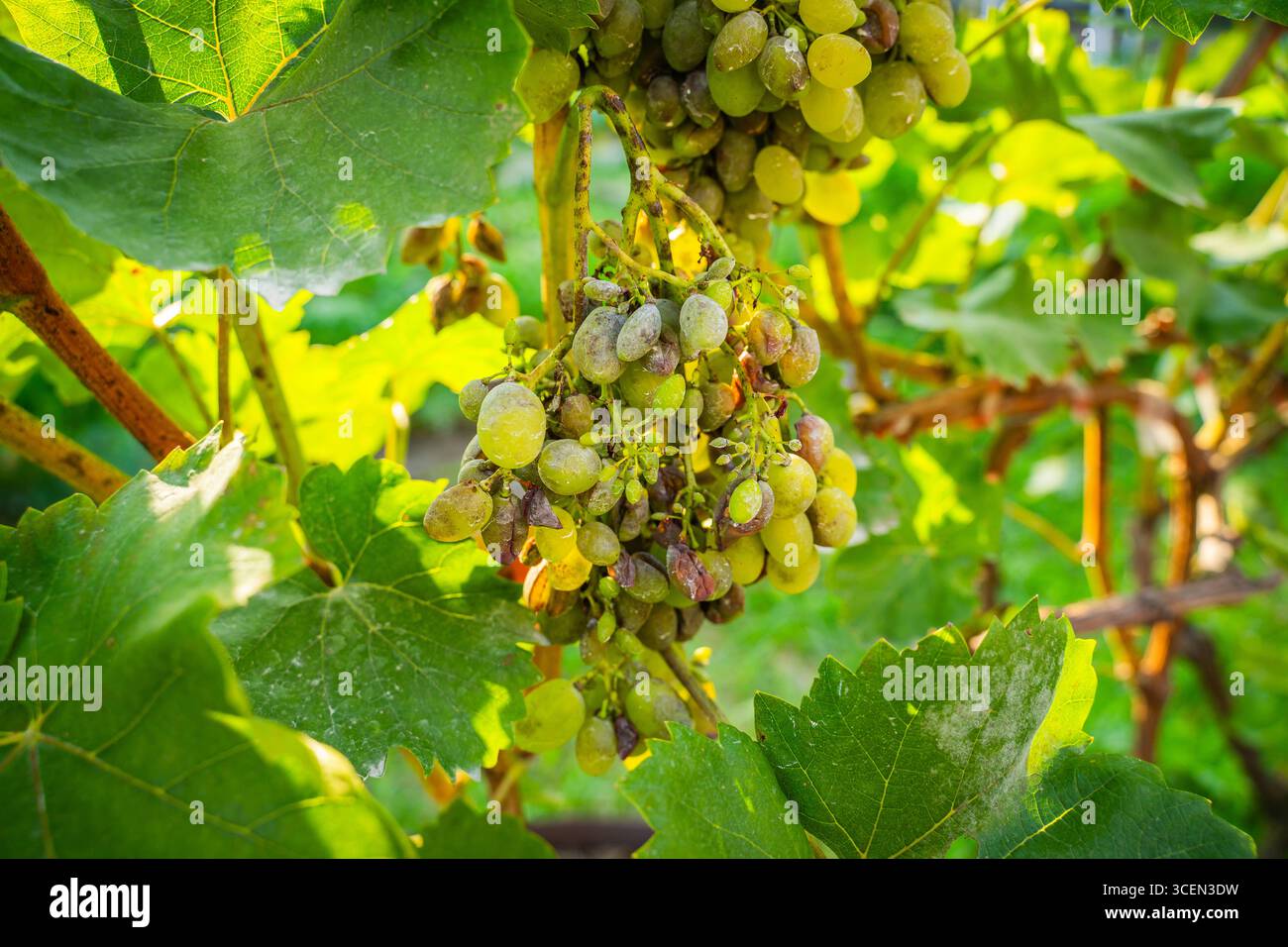 Uva viziata da malattie fungine, primo piano. Vendemmia persa. Foto Stock