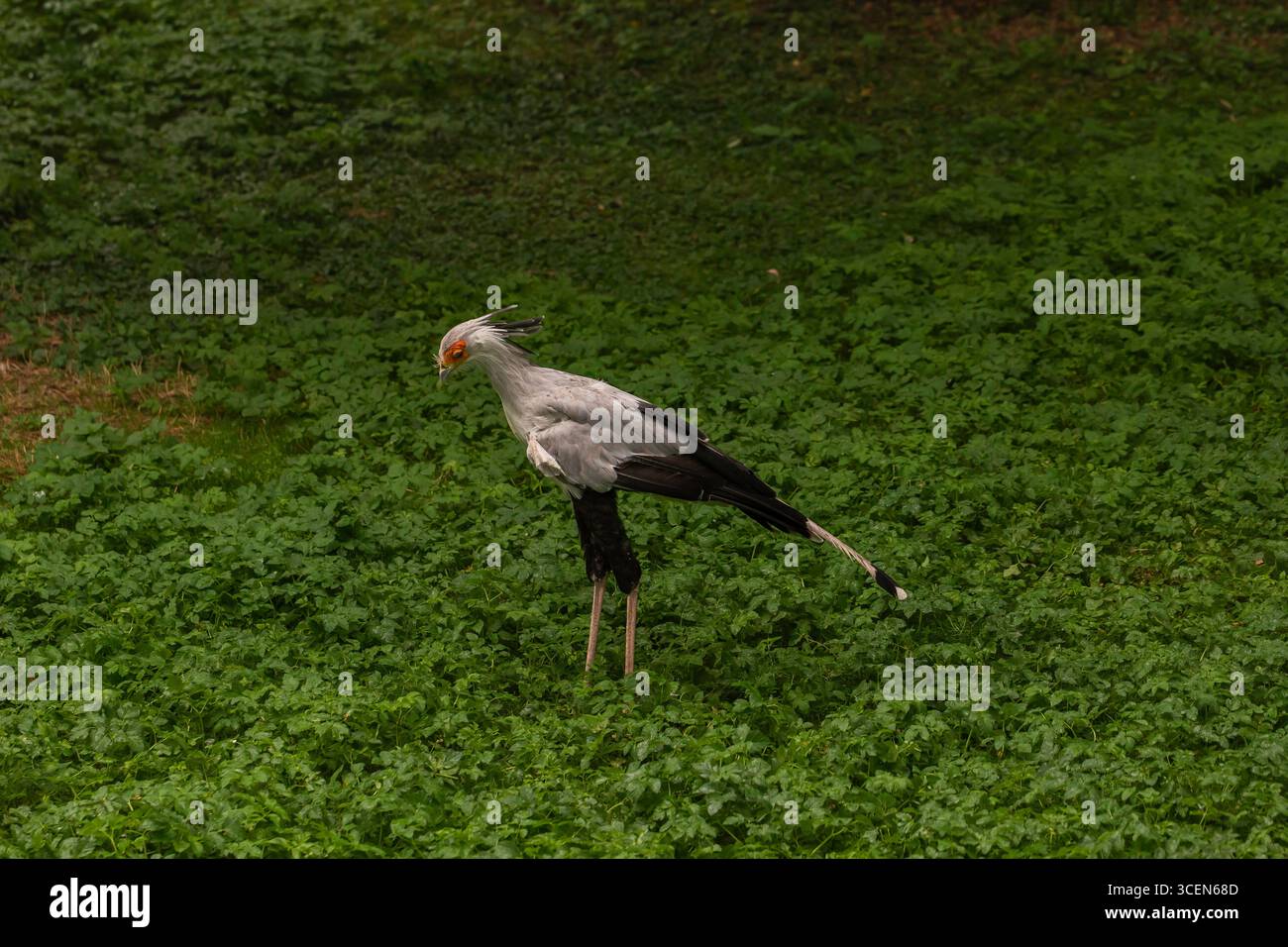 Il Segretario Bird Sagittarius serpentarius in piedi sulla prateria, foto faunistiche di alto raptor africano con faccia arancione e gambe lunghe Foto Stock