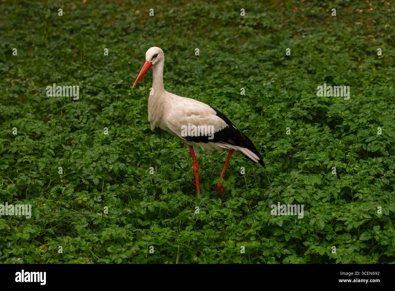 Cicogna bianca ciconia ciconia in piedi su prati, foto di animali selvatici di grandi dimensioni con becco rosso, gambe rosse e piumaggio bianco nero Foto Stock