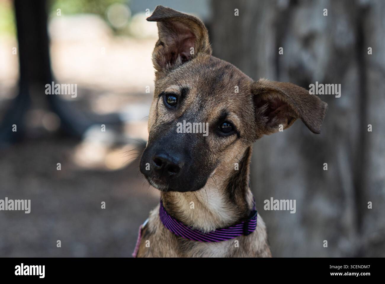 Primo piano, colpo alla testa, ritratto di un giovane cucciolo di razza mista cane malinois belga parzialmente seduto in posizione eretta. Foto Stock