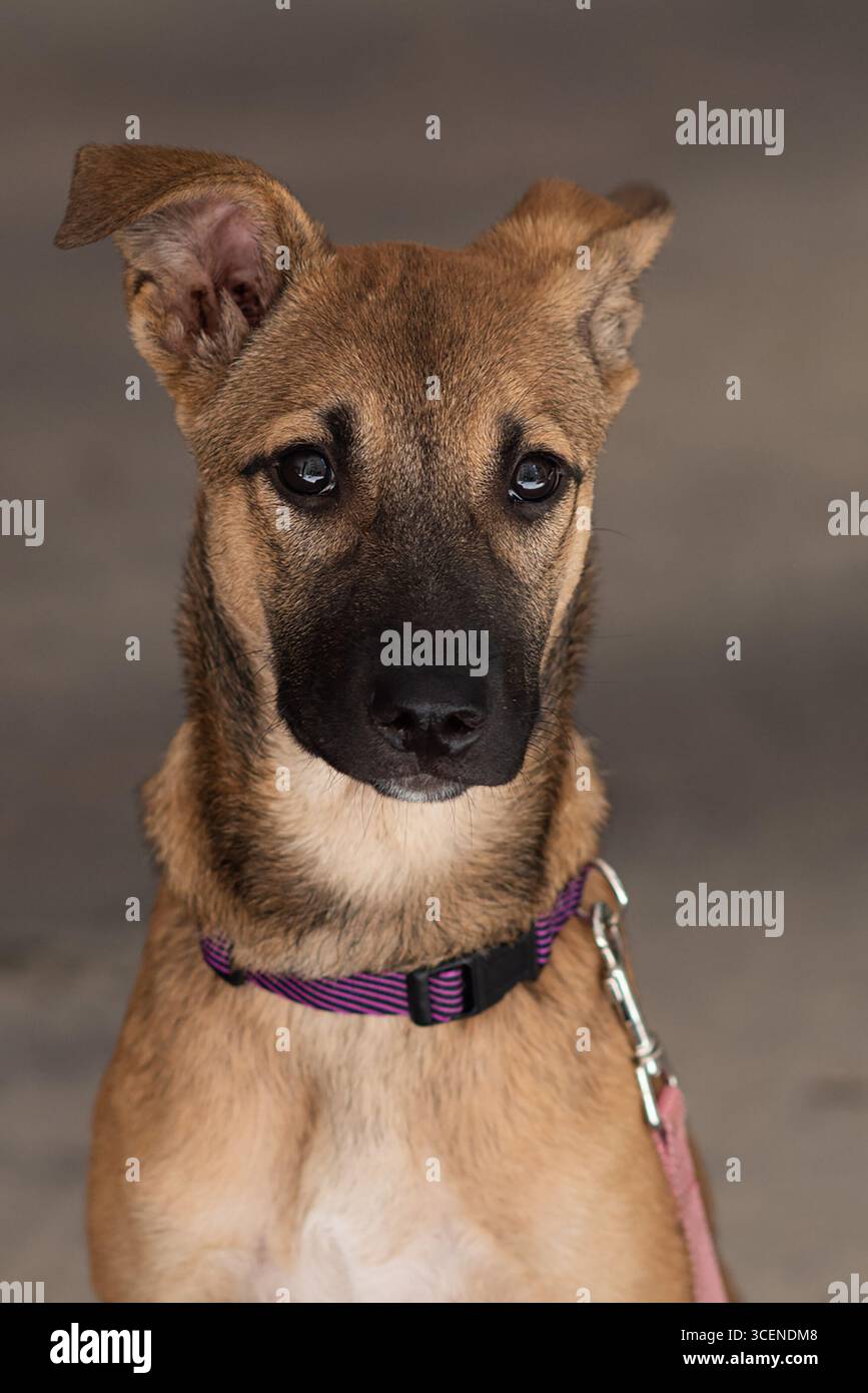Primo piano, colpo alla testa, ritratto di un giovane cucciolo di razza mista cane malinois belga parzialmente seduto in posizione eretta. Foto Stock
