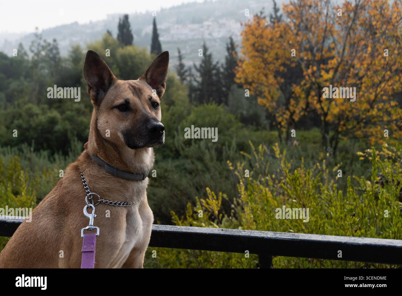 Un cane adulto di razza mista, parzialmente belga, Malinois Shepherd, seduto in posizione eretta in un ambiente all'aperto di piante e alberi. Foto Stock