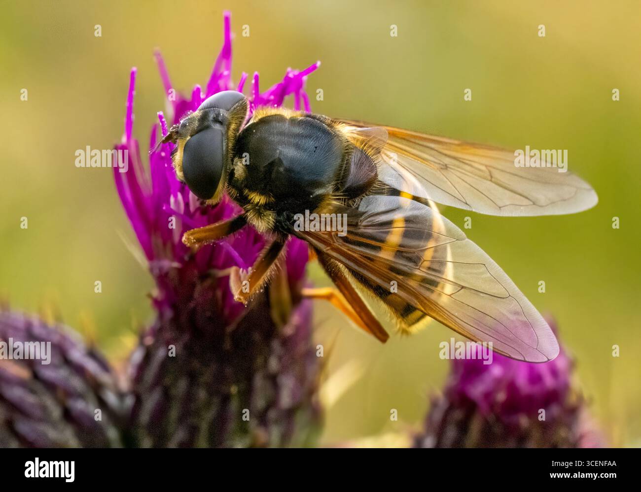 Sericomyia Silentis, una specie di sorvolo, su un cardo viola Foto Stock