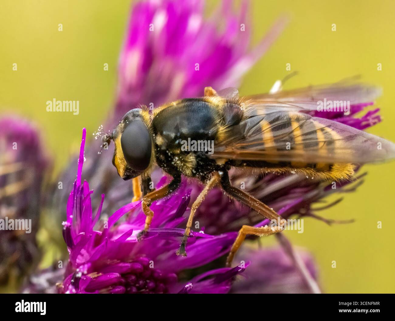 Sericomyia Silentis, una specie di sorvolo, su un cardo viola Foto Stock