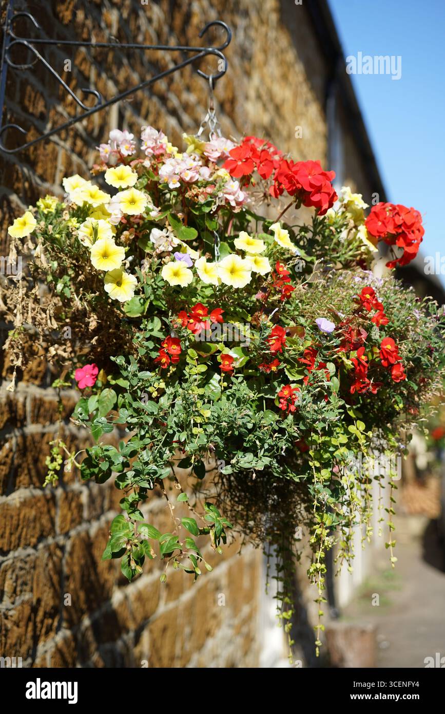 Cestino colorato con fiori appesi su un muro di pietra rustica con luce solare intensa. Adderbury, Inghilterra Foto Stock