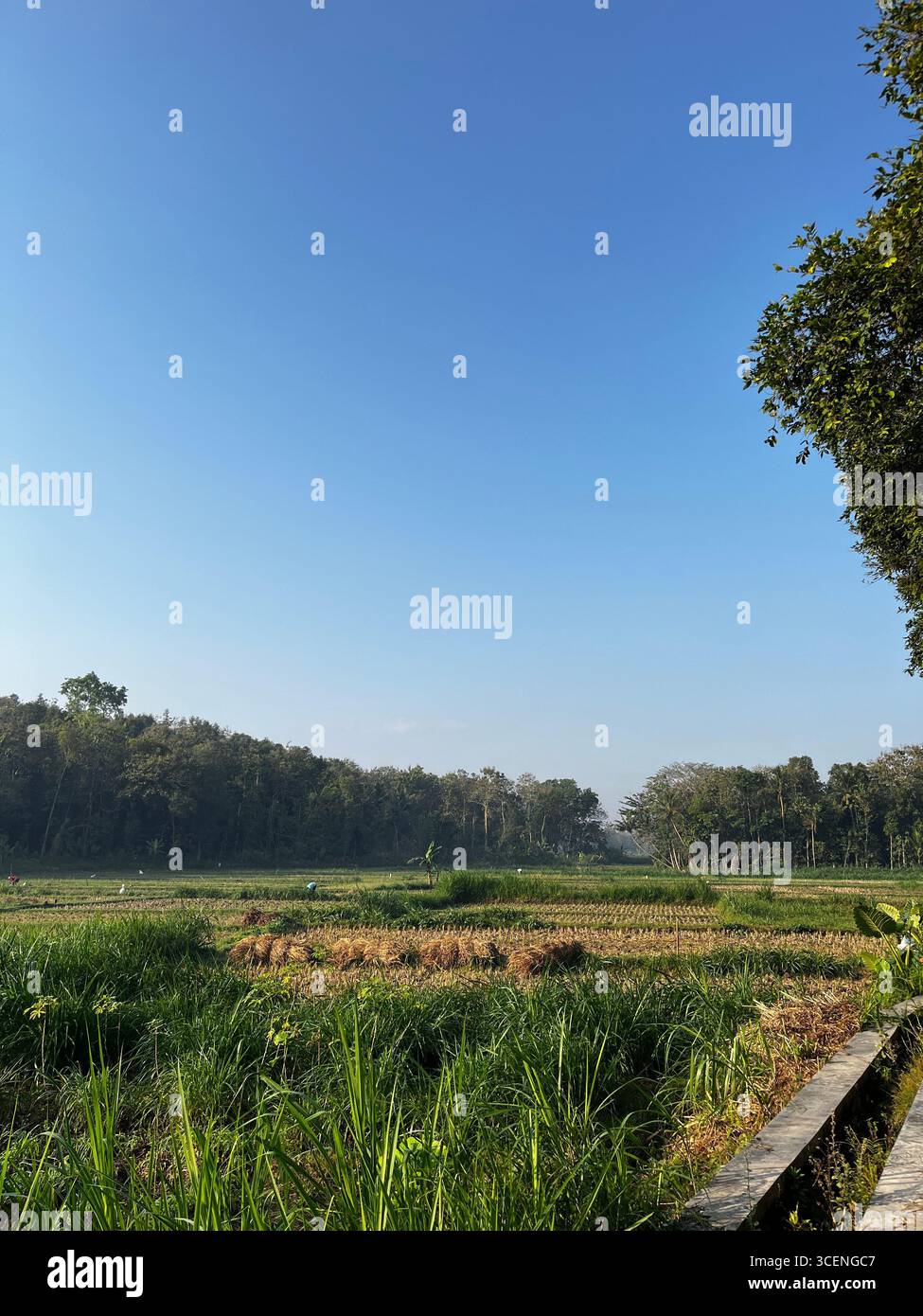 Campi di riso a Yogyakarta, Indonesia, sotto il cielo blu - Immagine stock catturata con smartphone