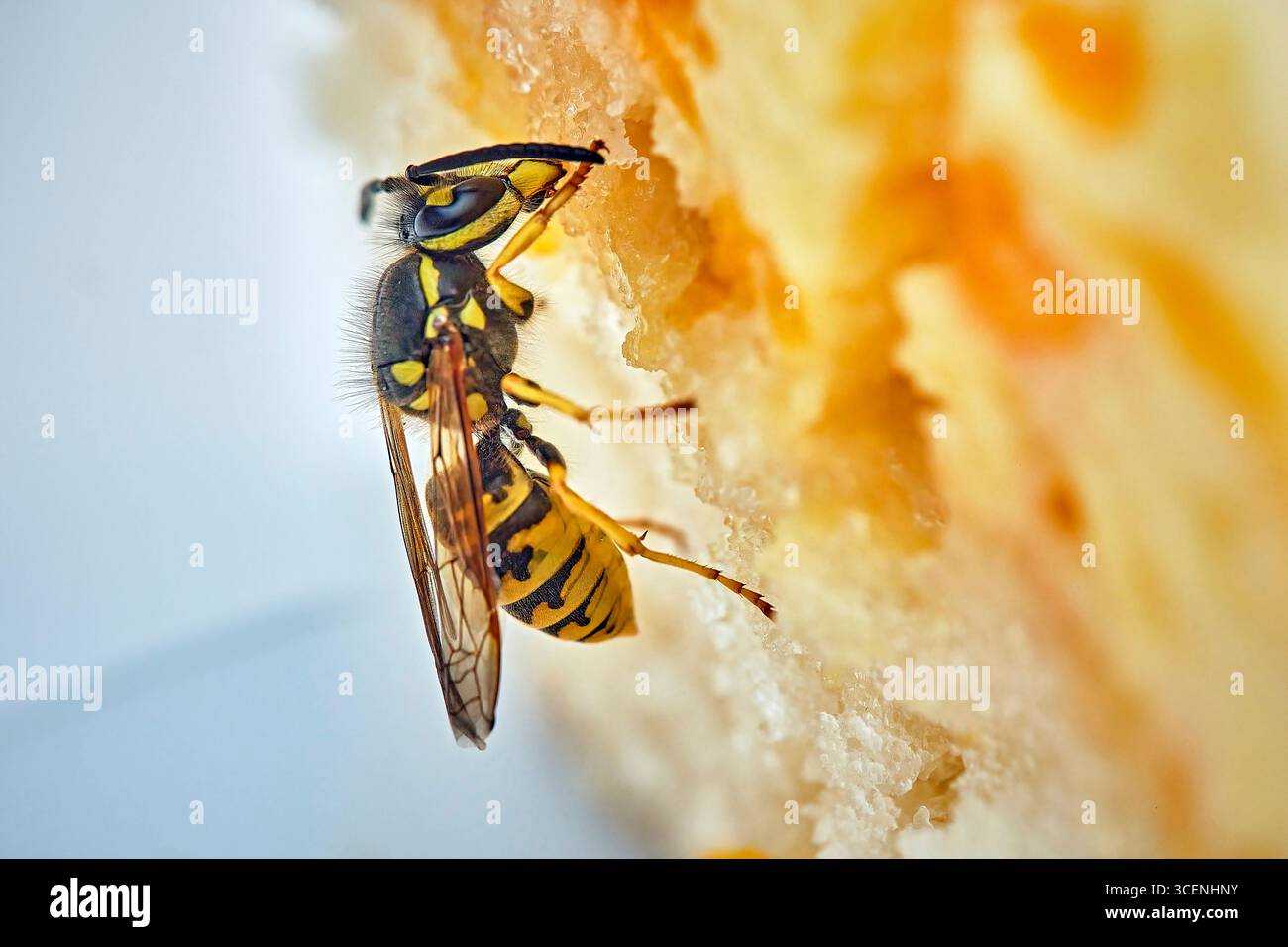 Deutsche Wespe Vespula germanica . Deutsche Wespe Vespula germanica frisst Kuchen. 20250811MIC0190 *** Vespa tedesca germanica Vespola tedesca Vespola germanica mangia torta 20250811MIC0190 Foto Stock