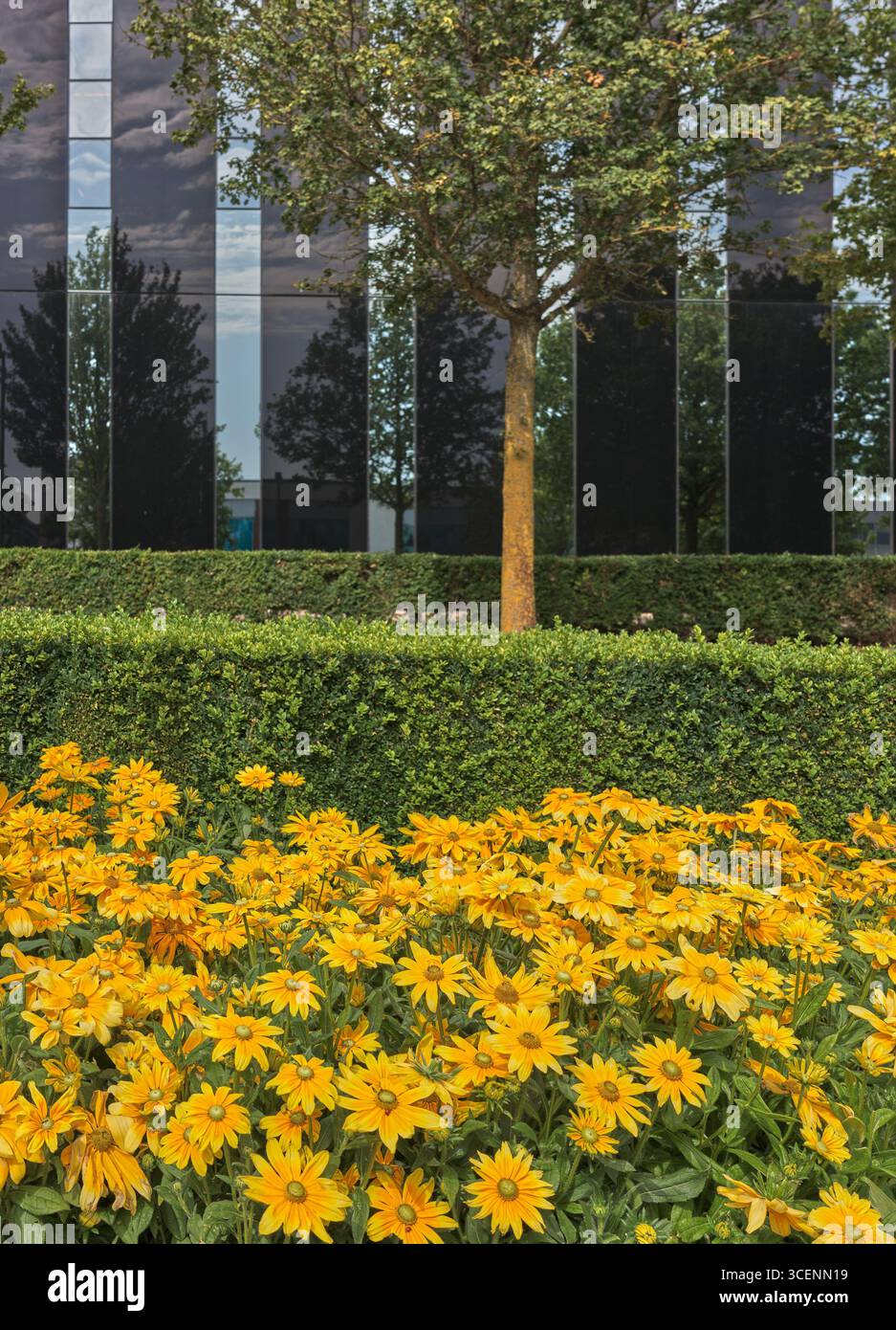 Una mostra di fiori fuori dall'edificio Cube, Corby, Inghilterra, in un giorno d'estate. Foto Stock