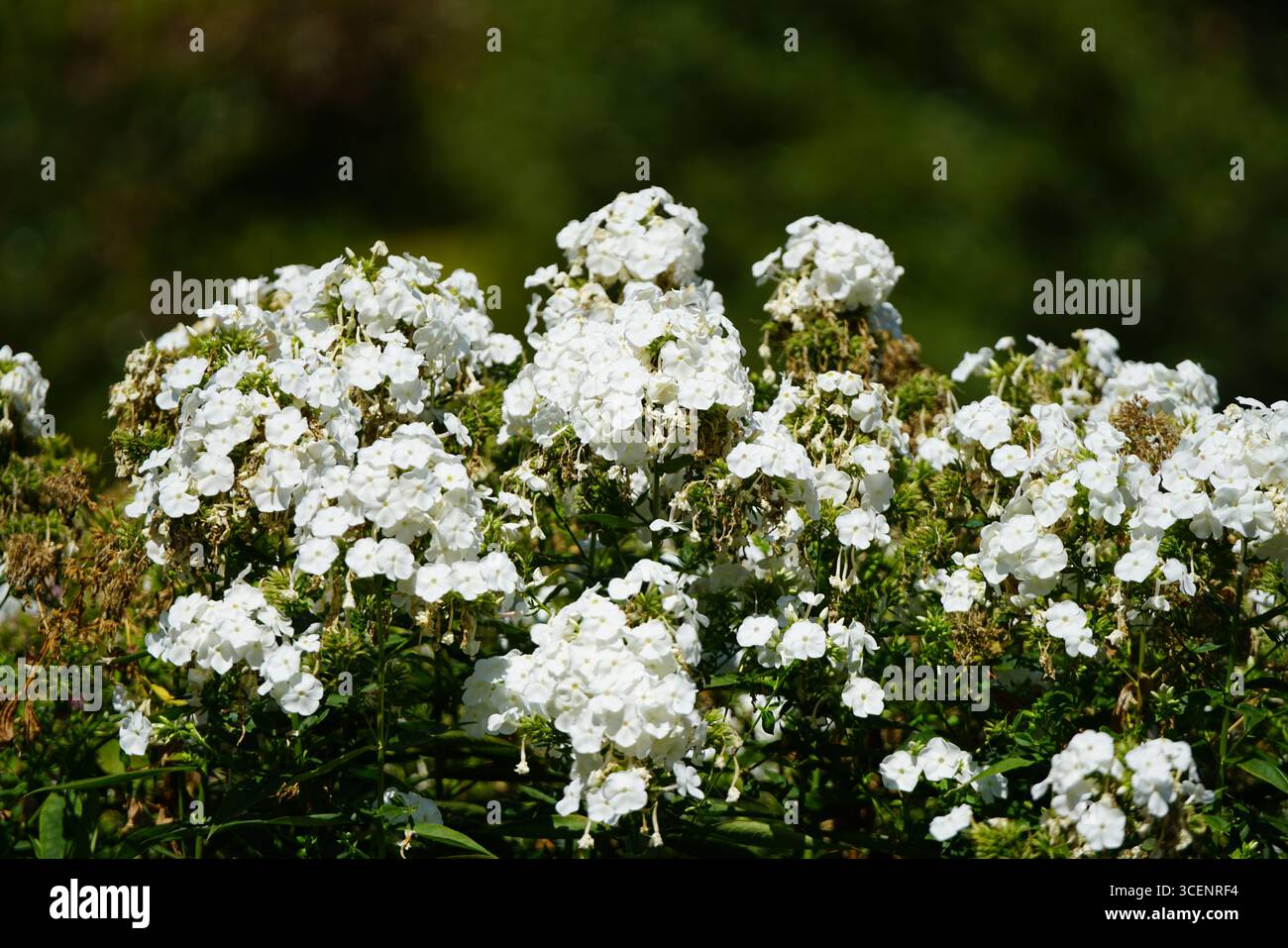 Splendidi fiori bianchi che fioriscono in un lussureggiante giardino verde. Oxford, Inghilterra Foto Stock