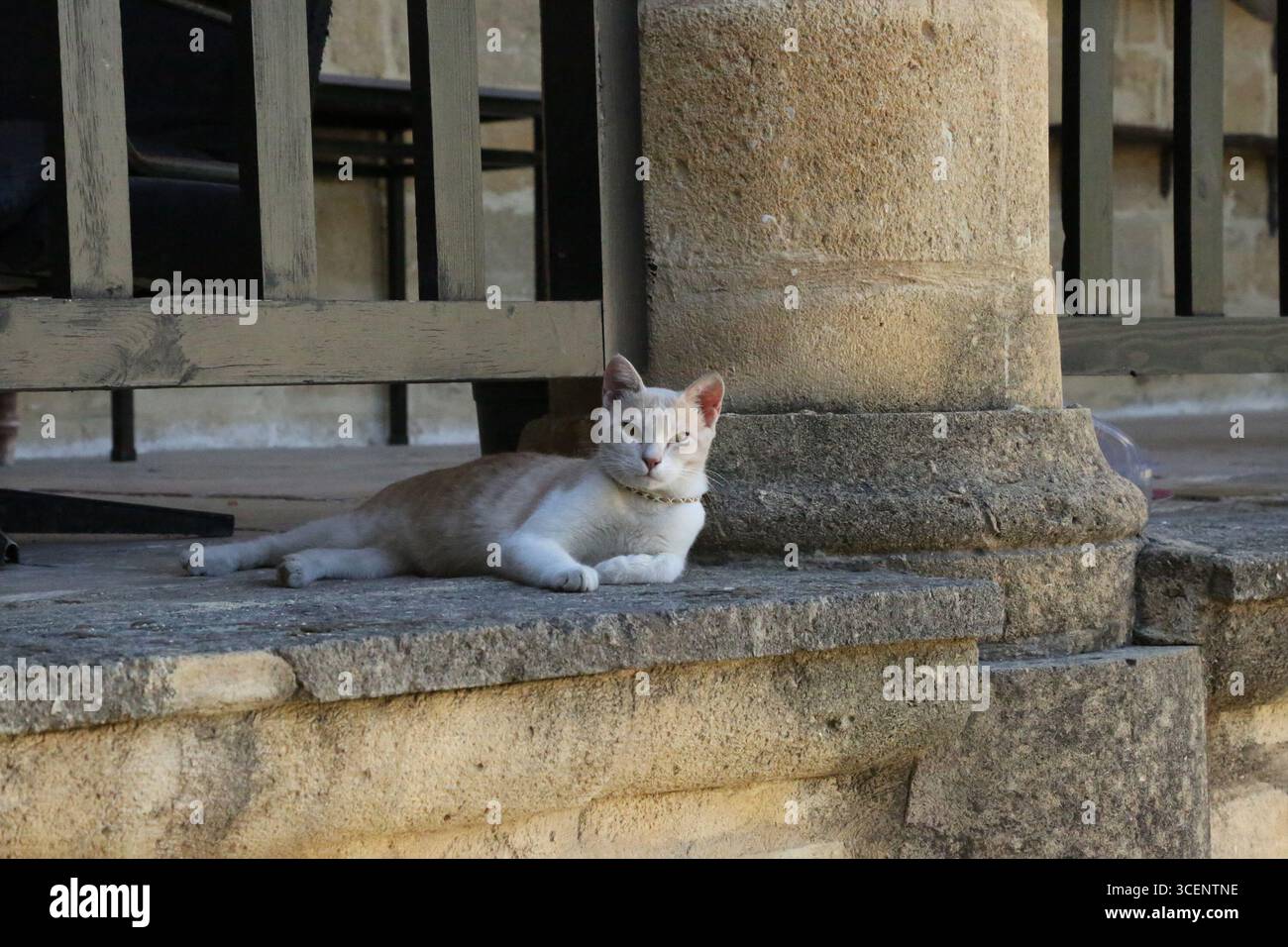 Gatto bianco con occhi color ambra adagiato su antichi gradini di pietra nel luogo del viaggio Foto Stock