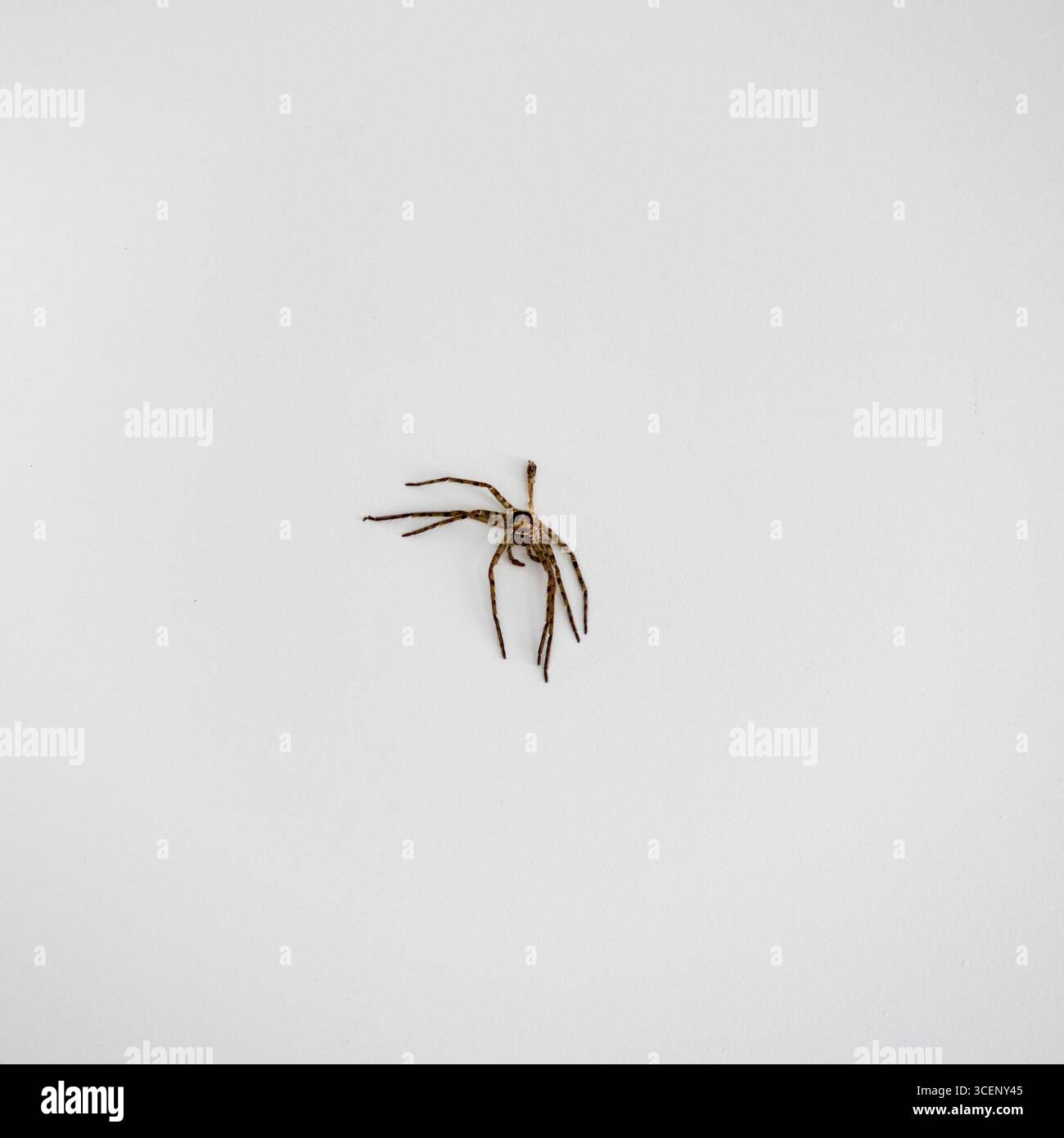 Spider cacciatore giapponese su un muro bianco a Tokyo, agosto 2025 Foto Stock