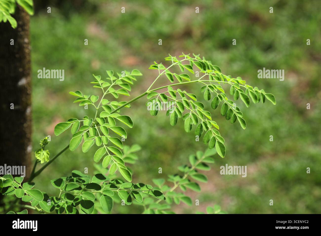 Moringa oleifera, noto anche come albero della bacchetta o albero del rafano. Pianta coltivata in una piccola fattoria privata a Sabah, Malesia. Foto Stock