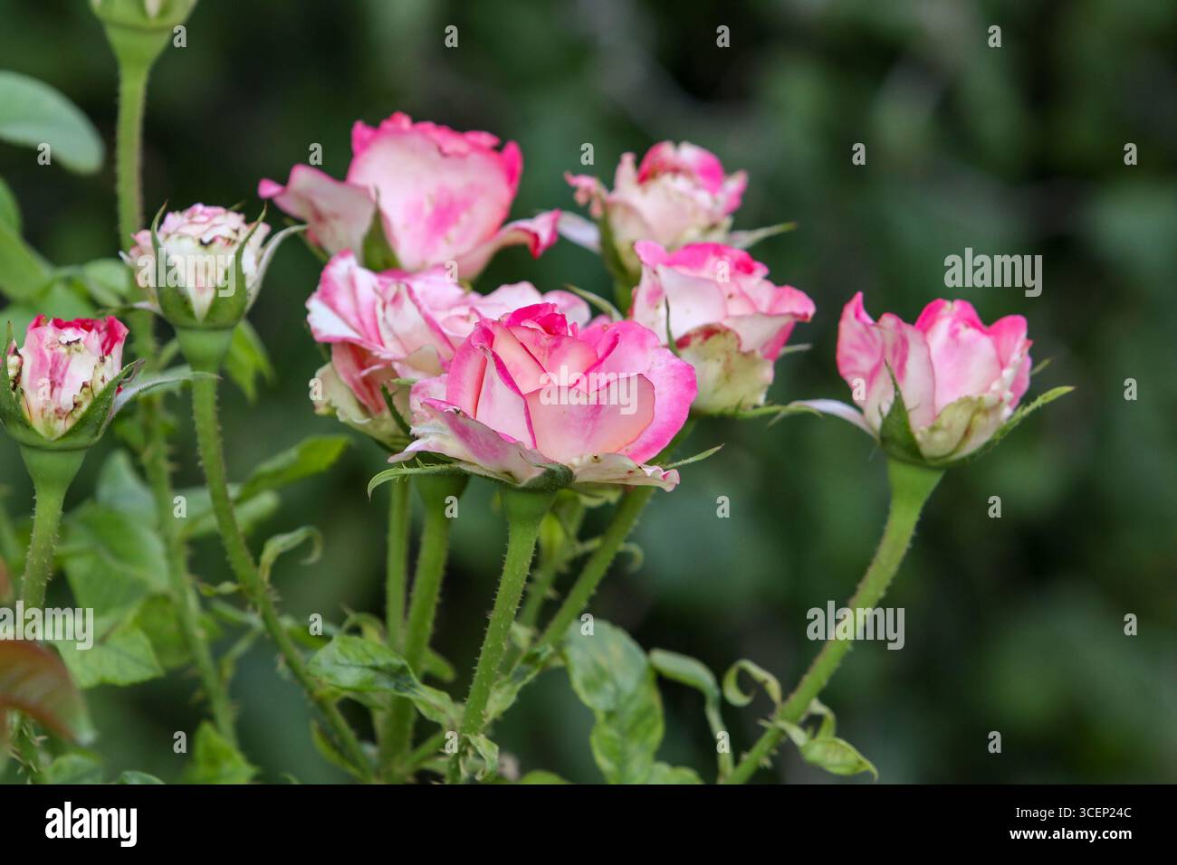 Boccioli di rosa bianchi con bordatura rosa. Delicati boccioli di rose in giardino. Crescono rose. Rose in giardino. Foto Stock