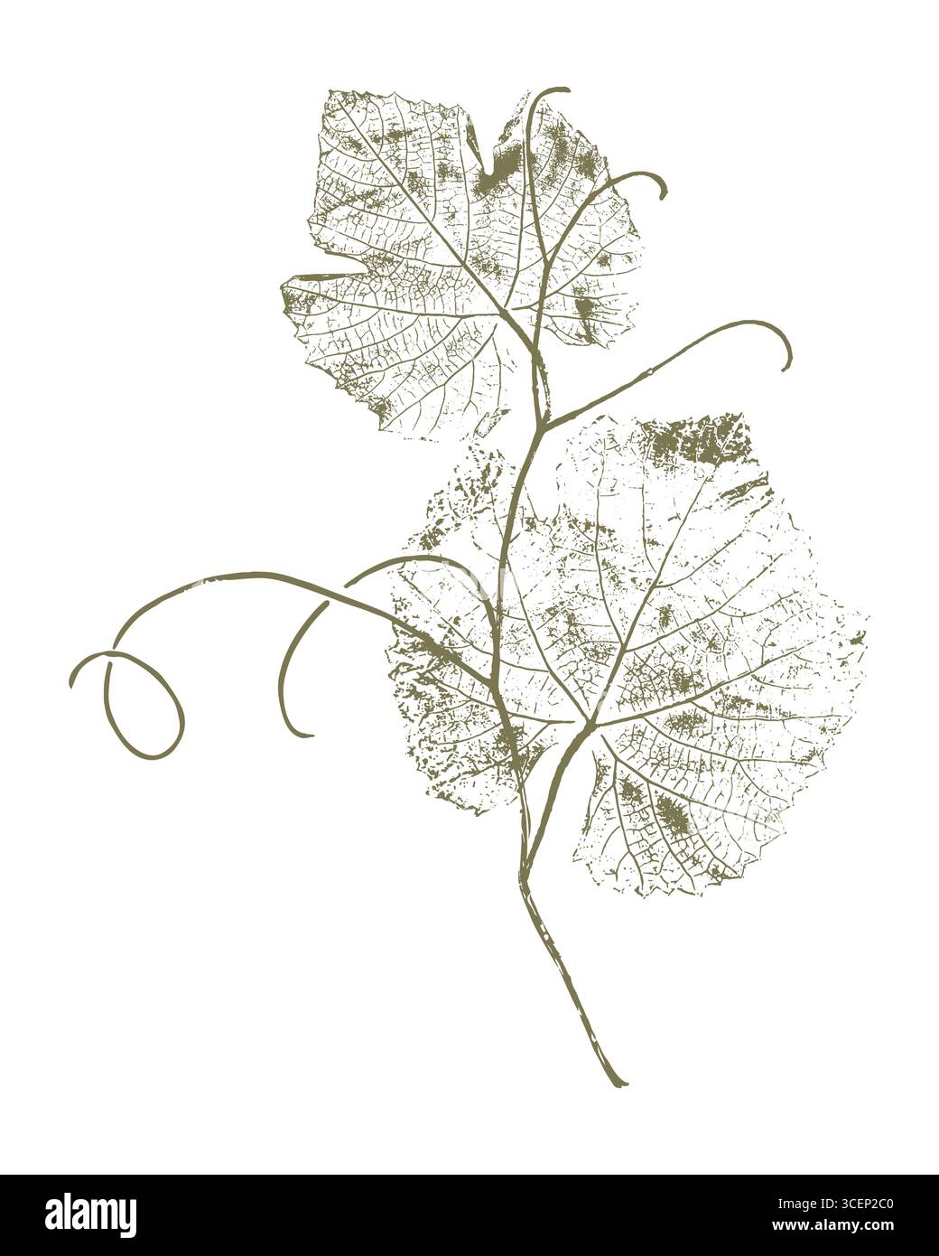 Vite a stampa verde, foglie di uva con tendini ricci, timbro botanico su sfondo bianco. Illustrazione vettoriale Illustrazione Vettoriale