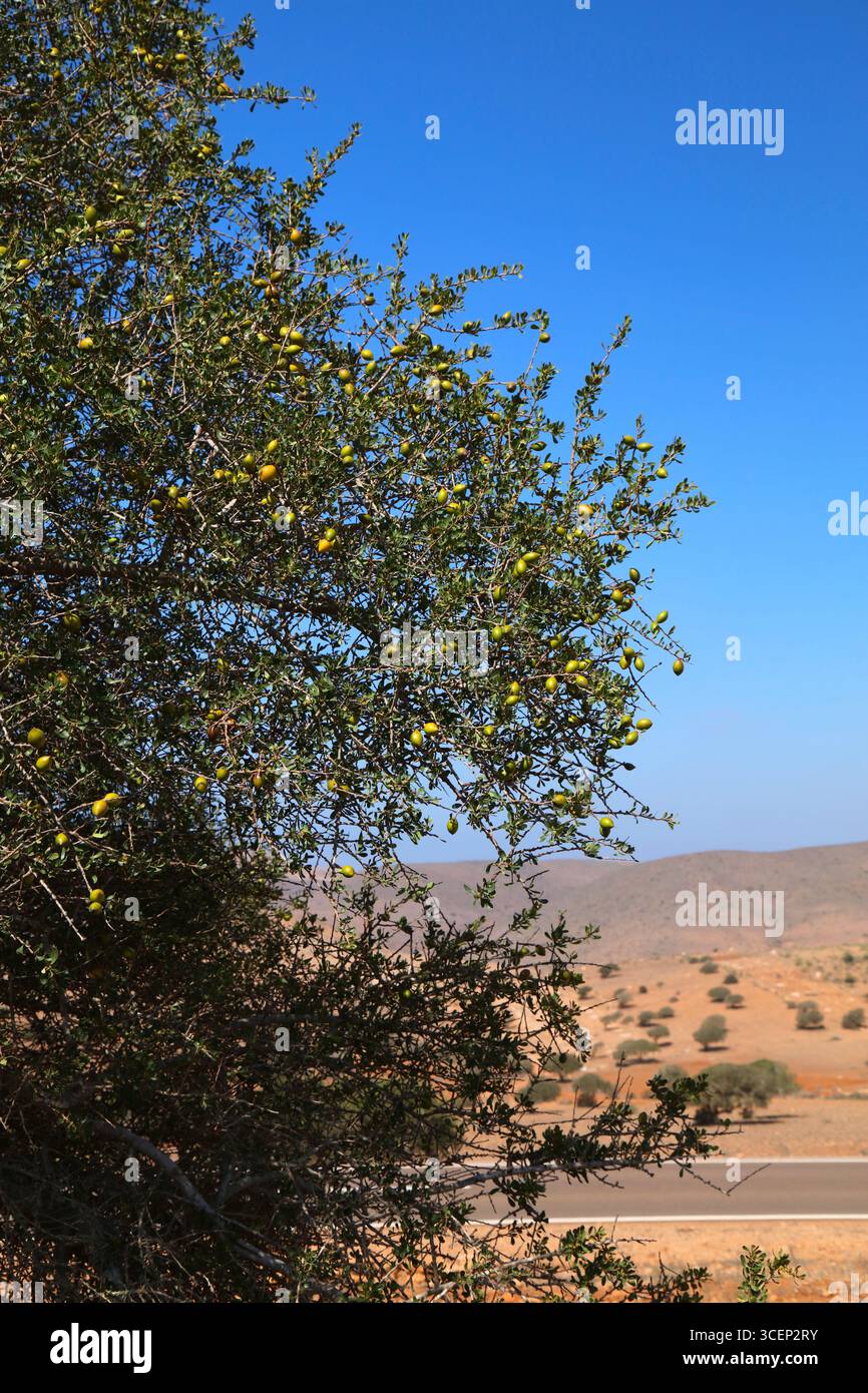 Frutta di albero di Argan in Marocco. Argania specie di albero endemico a valle di Sous. Foto Stock