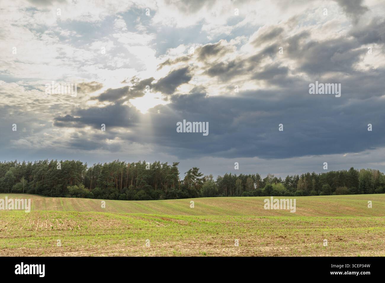 Un campo di grano ondulato appena raccolto sotto un cielo nuvoloso spettacolare, che mostra paesaggi rurali con colture dorate e nuvole mostruose. Foto Stock