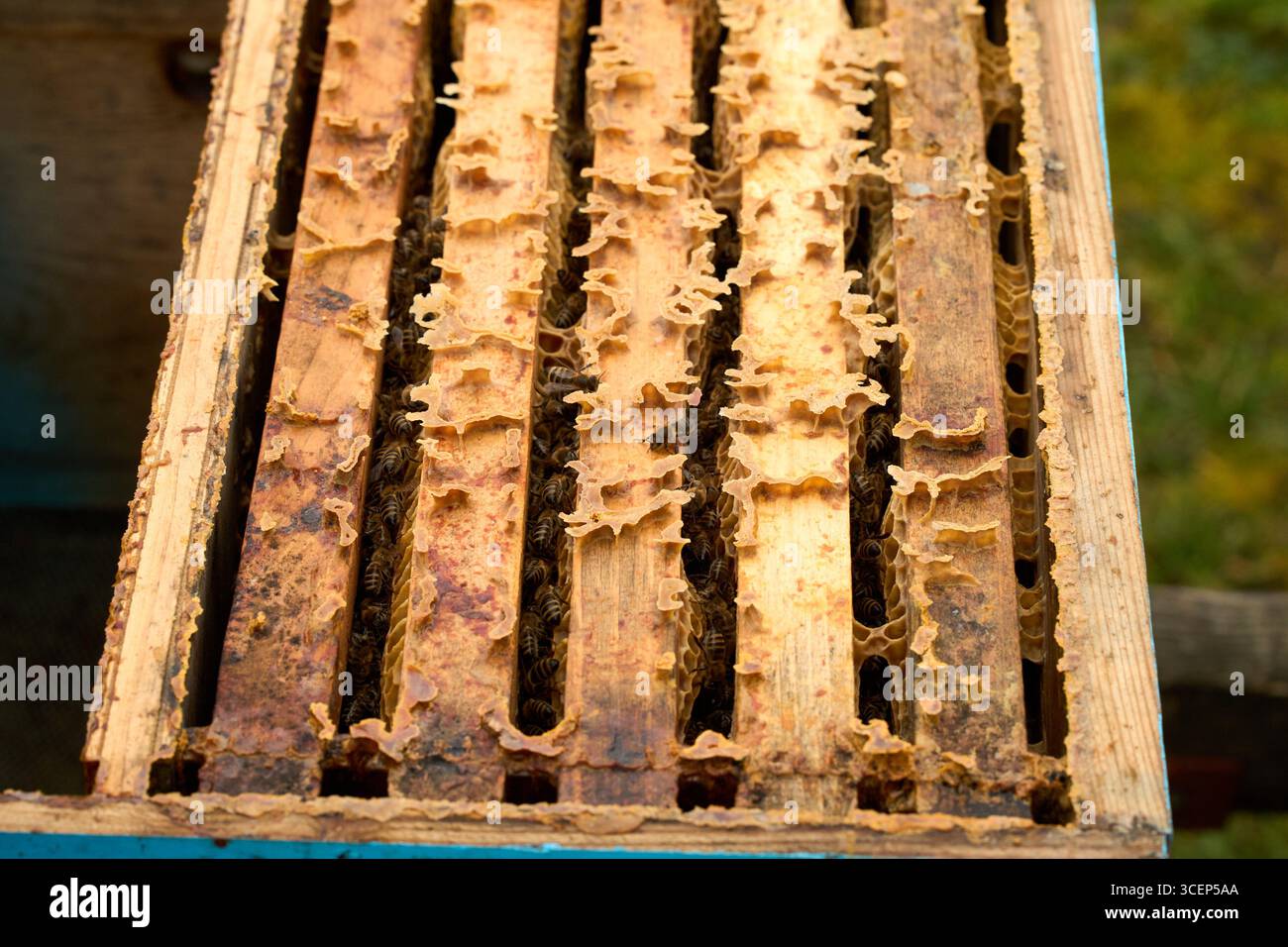 Cornice di api con favo dorato, api al lavoro in natura, apicoltura e autentici prodotti agricoli Foto Stock