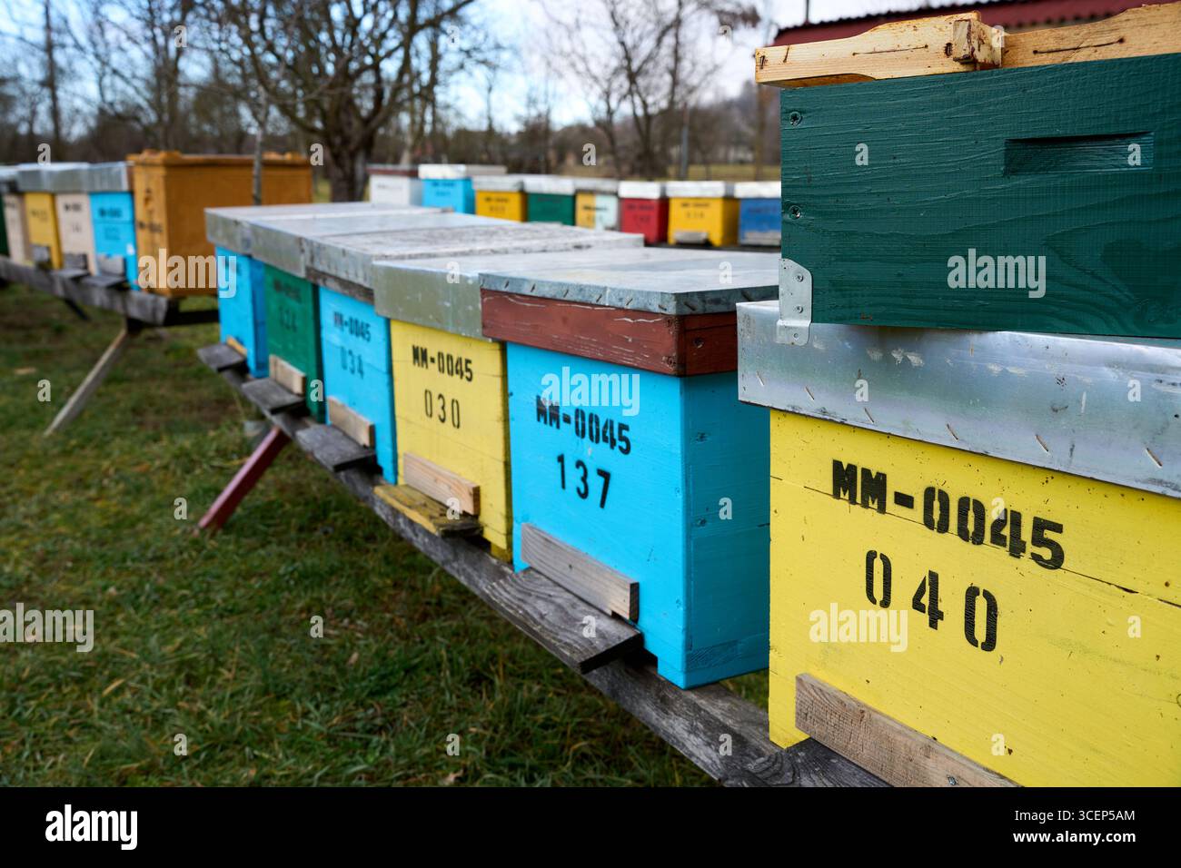 Cornice di api con favo dorato, api al lavoro in natura, apicoltura e autentici prodotti agricoli Foto Stock