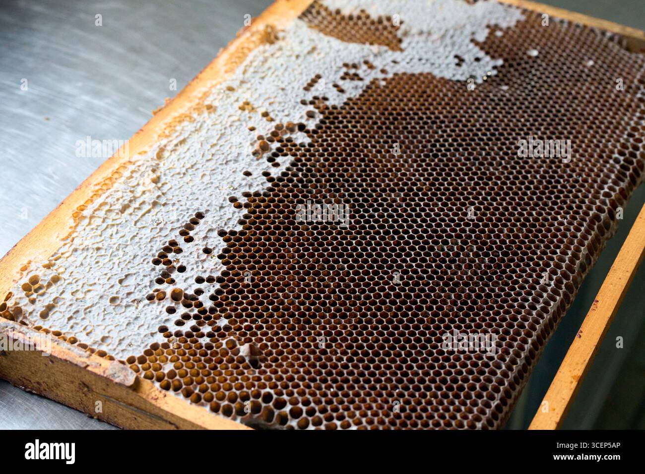Cornice di api con favo dorato, api al lavoro in natura, apicoltura e autentici prodotti agricoli Foto Stock