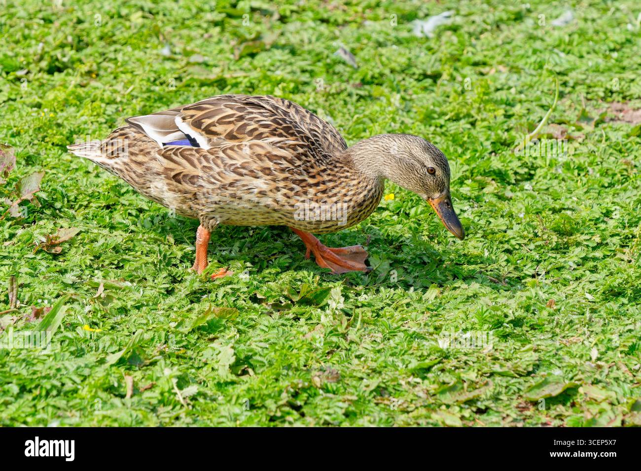 L'anatra Mallard giovanile va in cerca di cibo durante il sole estivo. Foto Stock