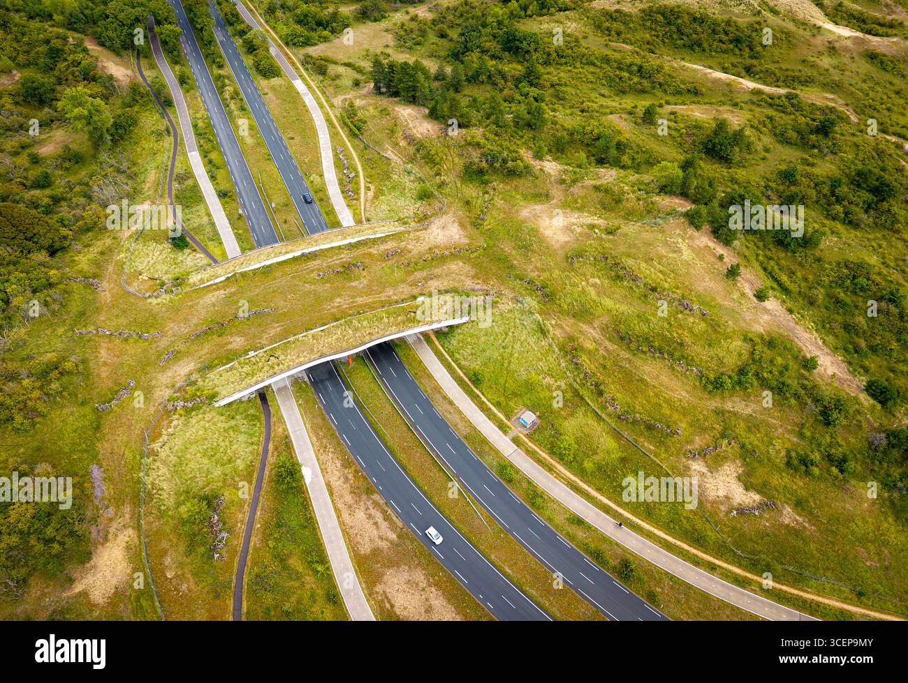 Vista aerea della fauna selvatica che attraversa un ponte ecologico sull'autostrada, un ecosistema che collega habitat naturali e infrastrutture Foto Stock