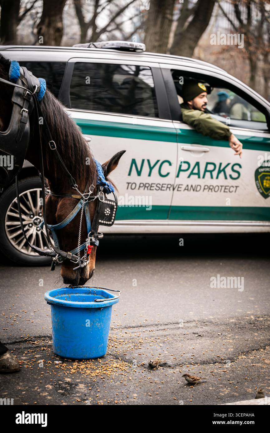 New York, Stati Uniti - 24 dicembre 2023: Vista di un drink a cavallo da un secchio blu accanto a un veicolo dei parchi di New York, la scena è intrisa di senso dell'uranio urbanistico Foto Stock New York, Stati Uniti - 24 dicembre 2023: Vista di un drink a cavallo da un secchio blu accanto a un veicolo dei parchi di New York, la scena è intrisa di senso dell'uranio urbanistico Foto Stock