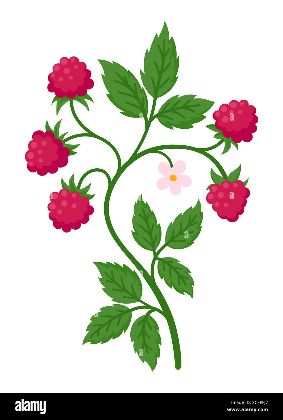 Ramo di lampone con frutti rossi maturi, foglie verdi e delicati fiori rosa, illustrazione piatta isolata su bianco Illustrazione Vettoriale