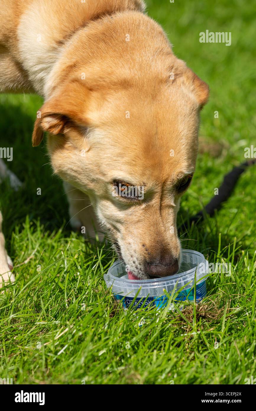 Labrador PET dog bere acqua in una calda giornata estiva in Scozia Foto Stock