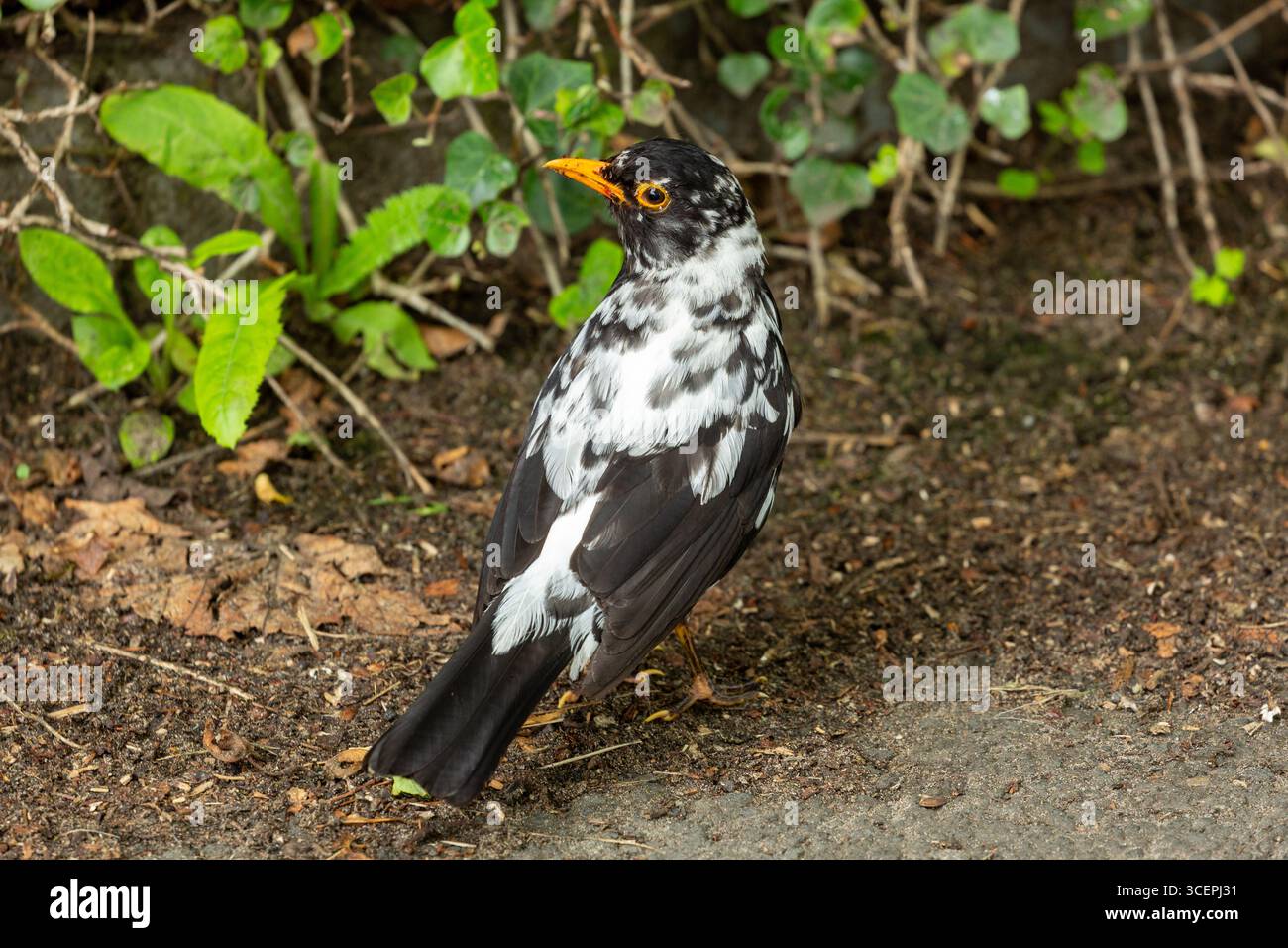 Un uccello nero (Turdus merula) con leucismo a causa della mancanza di pigmenti di melanina nelle piume Foto Stock