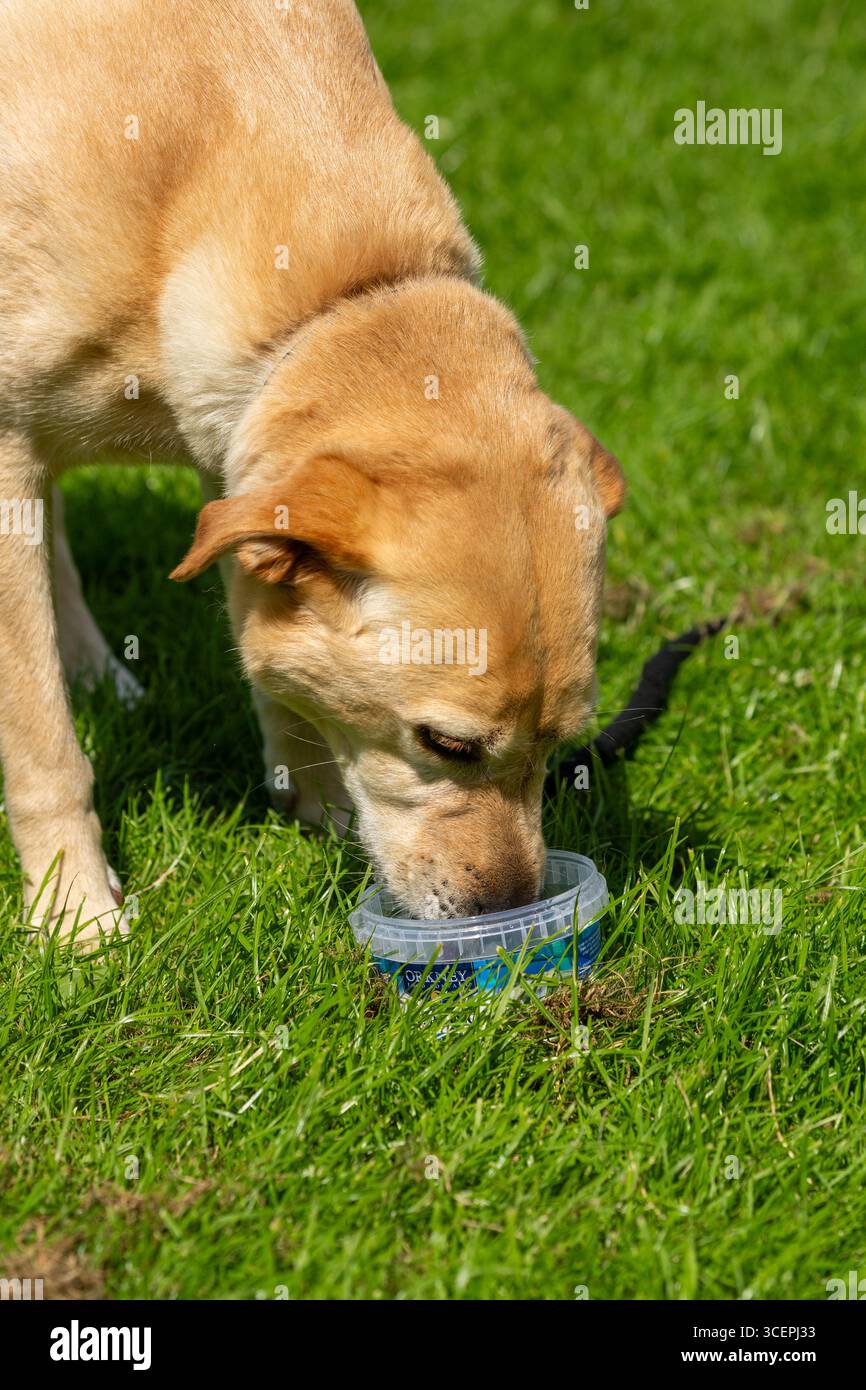 Labrador PET dog bere acqua in una calda giornata estiva in Scozia Foto Stock
