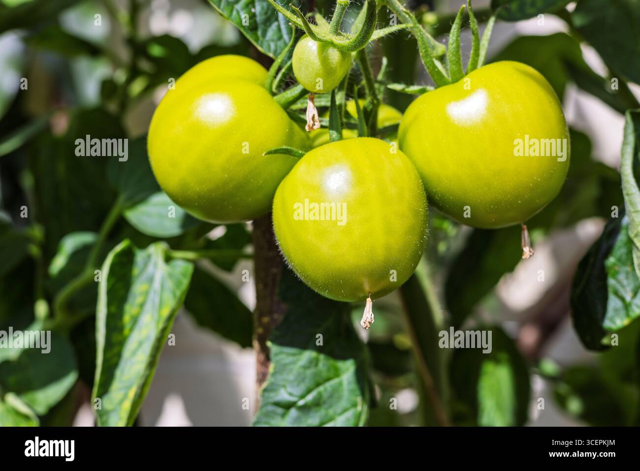 Mazzo di pomodori verdi che maturano sulla vite in serra. Foto Stock