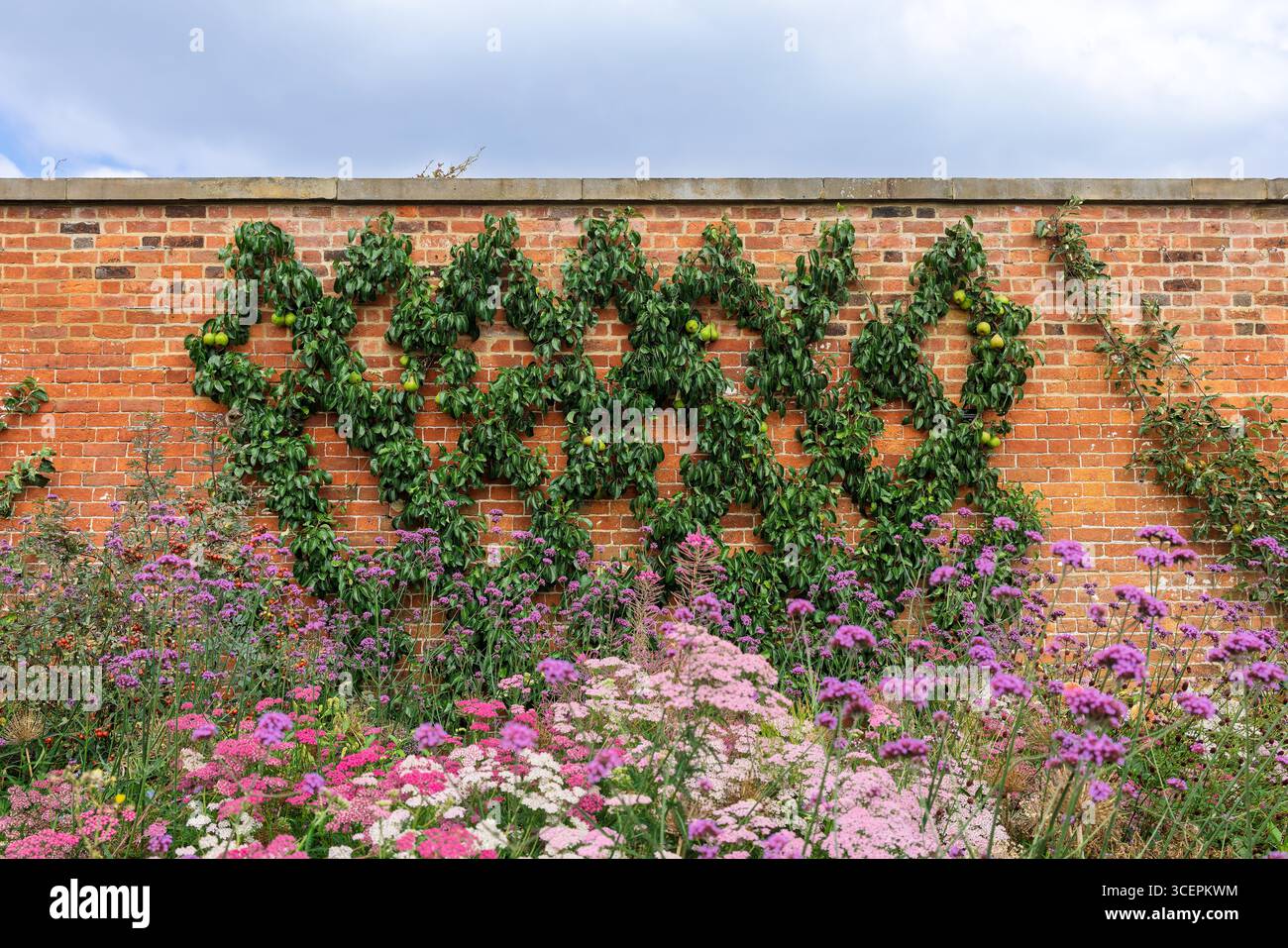 Giardino recintato che ospita alberi di pera espalliera, anche piante viola di Verbena bonariensis in primo piano presso il RHS Bridgewater, Regno Unito. Foto Stock