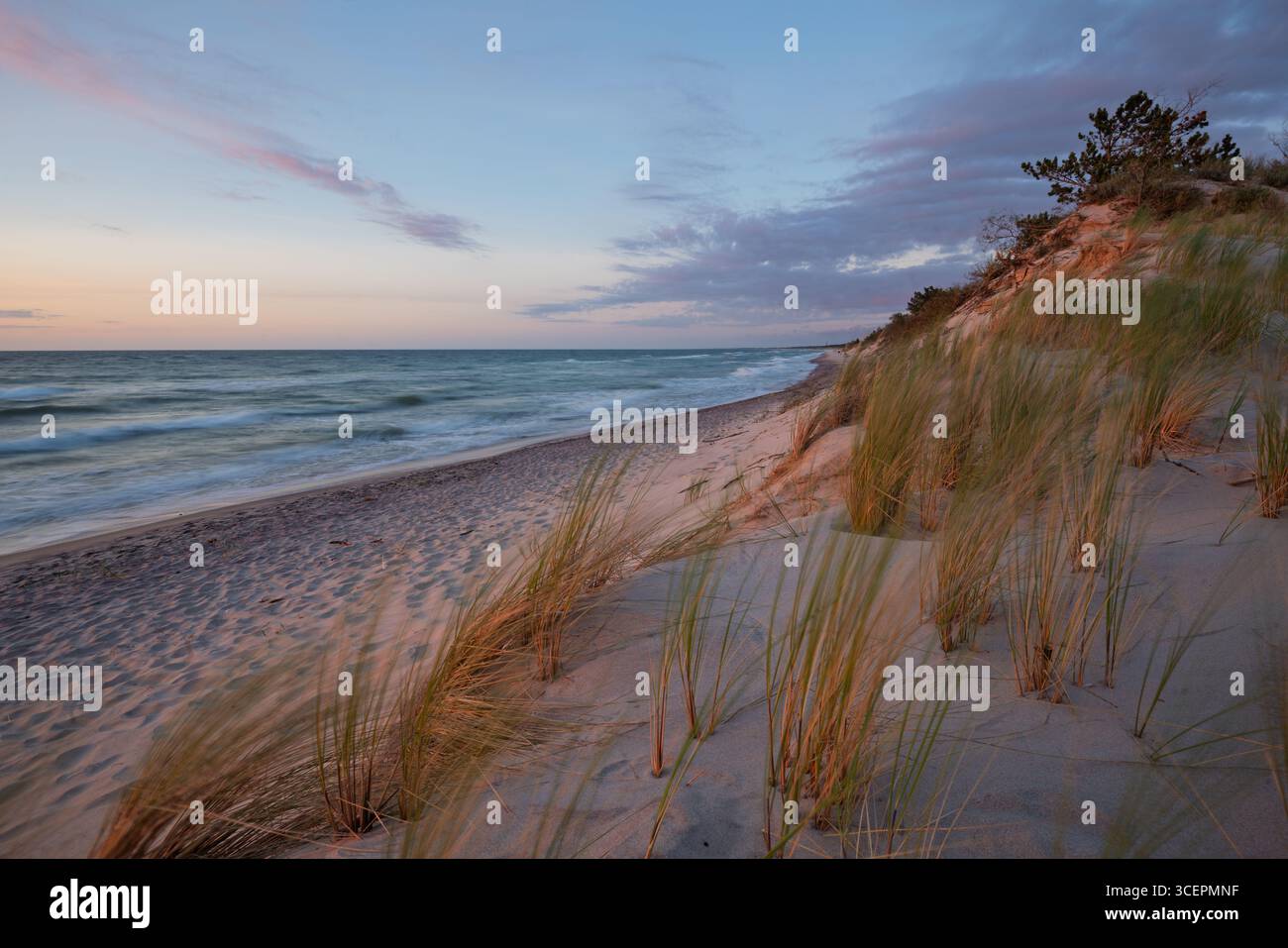 Area costiera protetta: Dune di sabbia ricoperte di erba Foto Stock