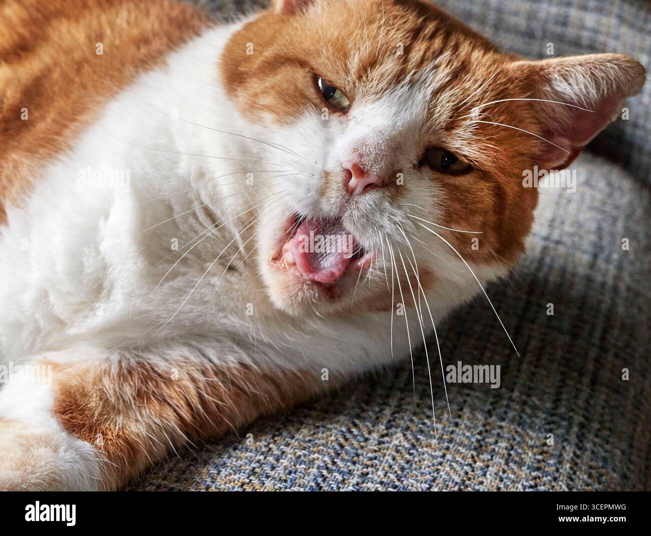Lo zenzero pigro e il gatto bianco tom, sbadigliando e sdraiato su un divano Foto Stock