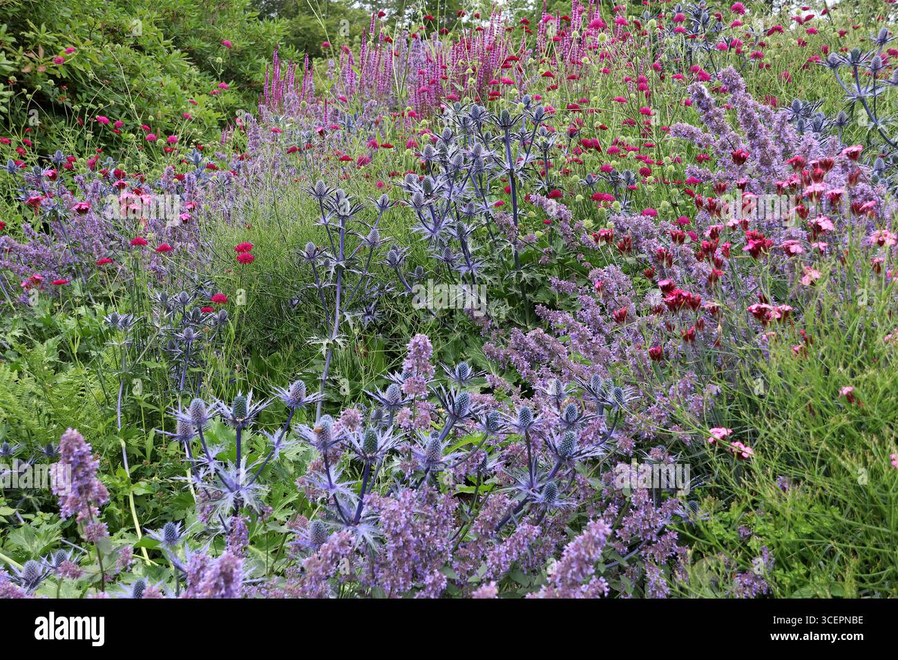 Aiuola di fiori di colore blu e rosso scuro con agrifoglio di mare (Scania, Svezia) Foto Stock