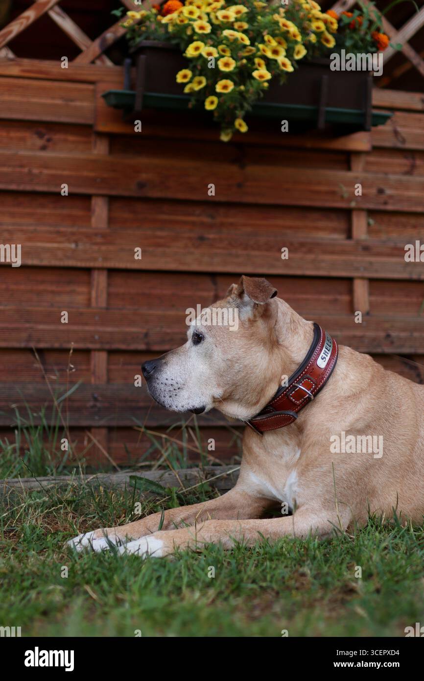 Pitbull è vicino a un muro di legno con fiori in fiore. E' un vecchio cane Foto Stock