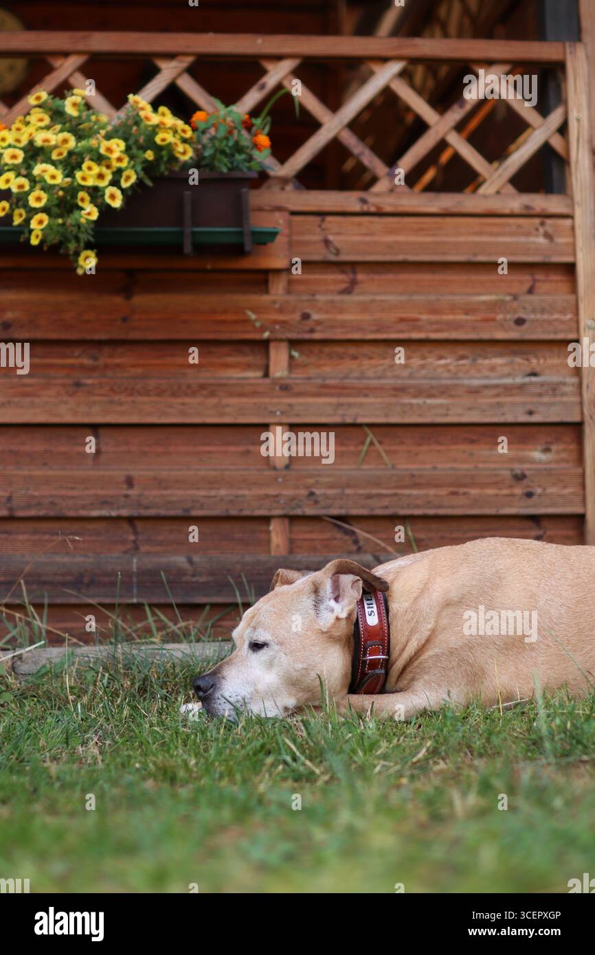 Pitbull è vicino a un muro di legno con fiori in fiore. E' un vecchio cane Foto Stock