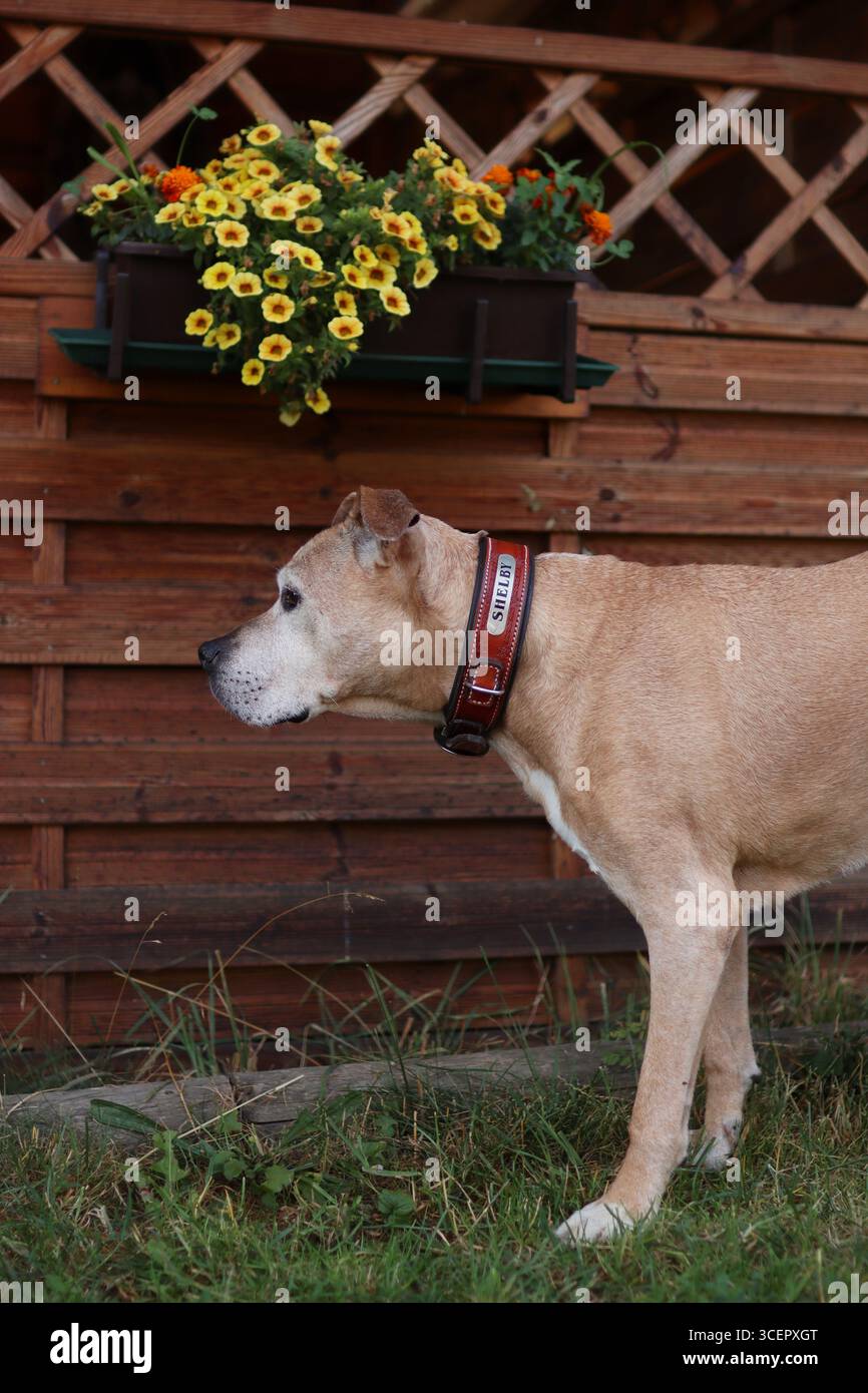 Pitbull è vicino a un muro di legno con fiori in fiore. E' un vecchio cane Foto Stock