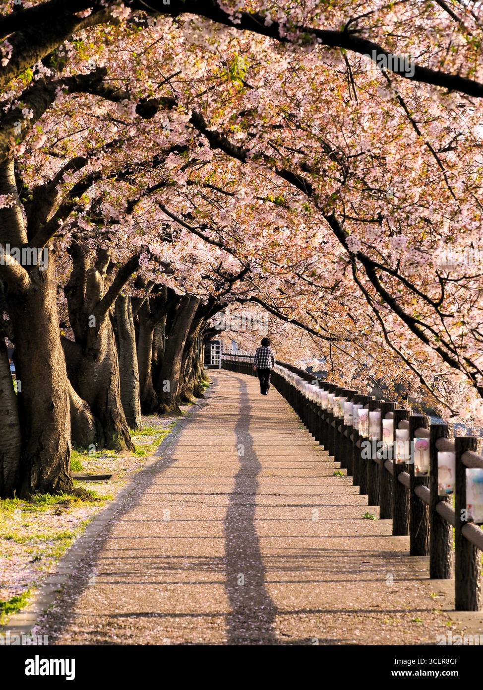 Tunnel in fiore di ciliegio rosa con un albero sakura rosa in fiore con una donna che cammina durante il tramonto, lungo il fiume Fukurogawa a Tottori, Giappone Foto Stock