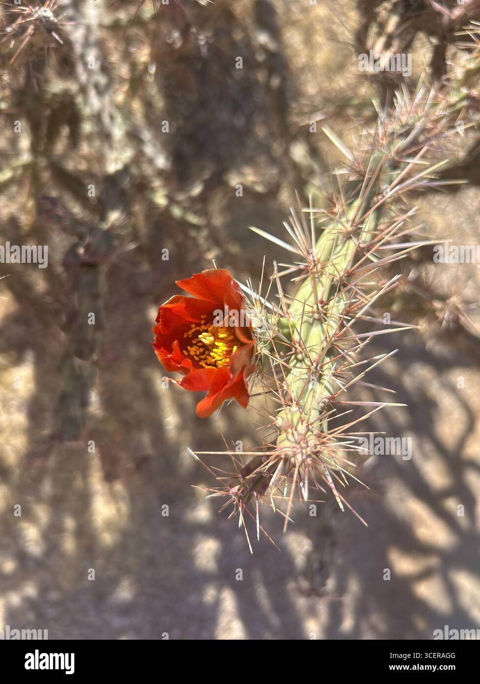 Vivace fiore di cactus cholla rosso nel Parco Nazionale del Saguaro, Arizona Foto Stock