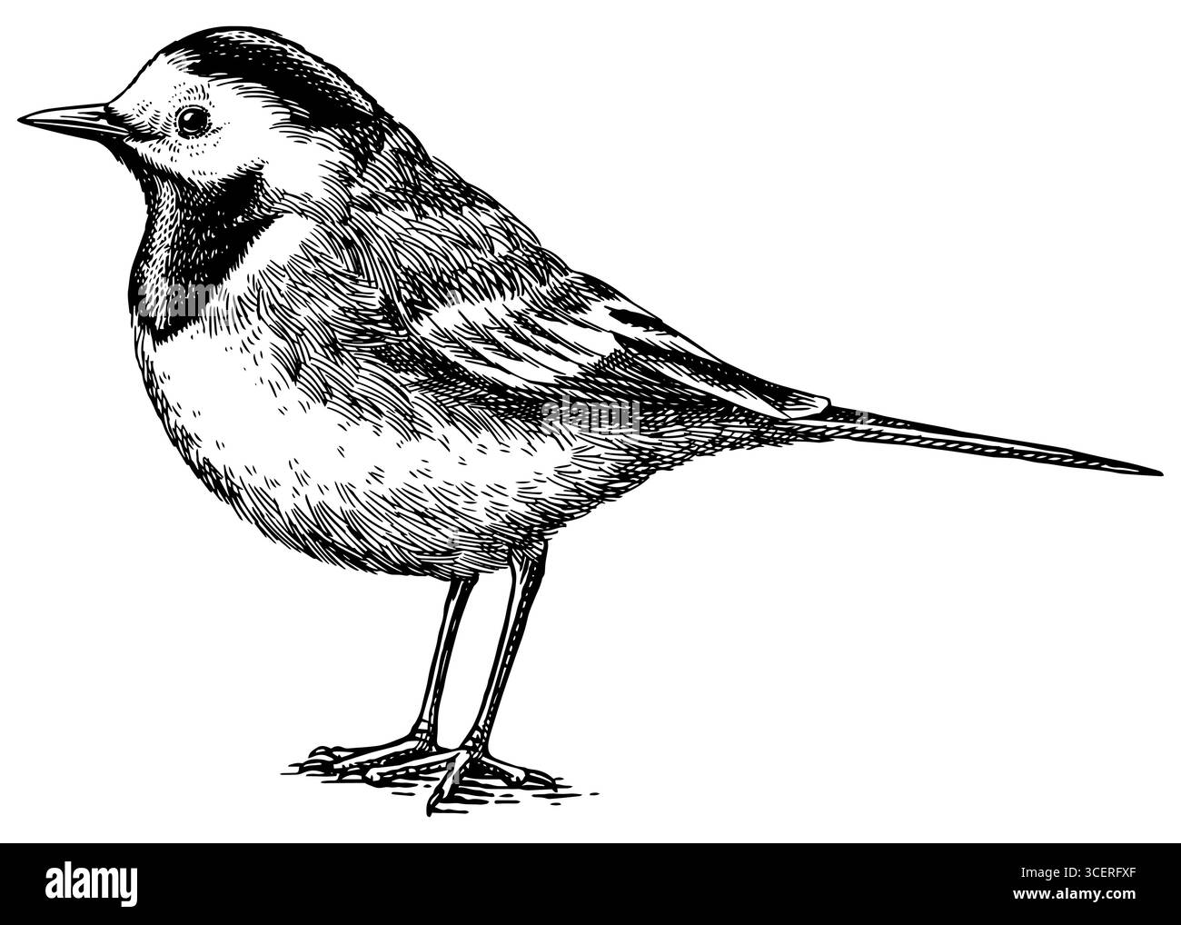 Illustrazione disegnata a mano con wagtail bianco. Specie di uccelli isolate in stile incisione dettagliata, schiusa e arte di linea. Decorativo per animali, zoo e rete. Illustrazione Vettoriale
