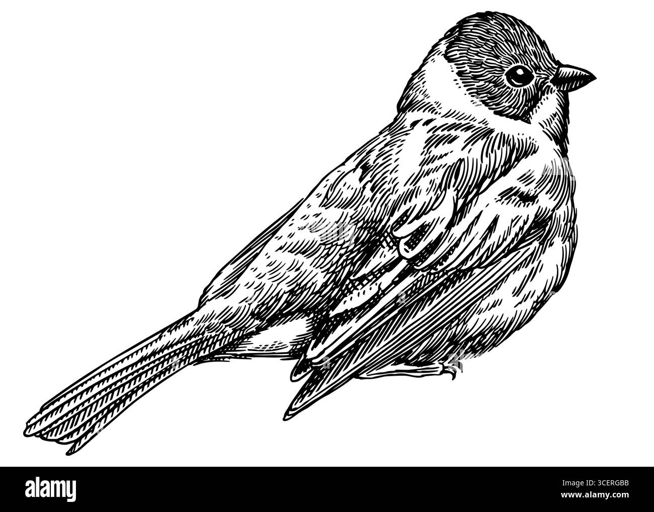 Illustrazione disegnata a mano per la legatura delle Reed Bunting. Specie di uccelli isolate in stile incisione dettagliata, schiusa e arte di linea. Decorativo per animali, zoo e rete. Illustrazione Vettoriale