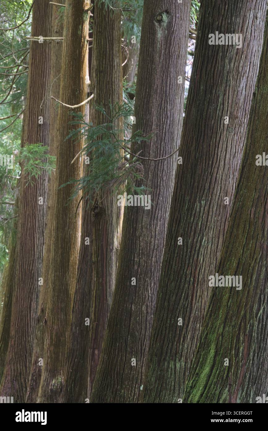 Cryptomeria japonica, Sao Miguel, Azzorre, Portogallo Foto Stock