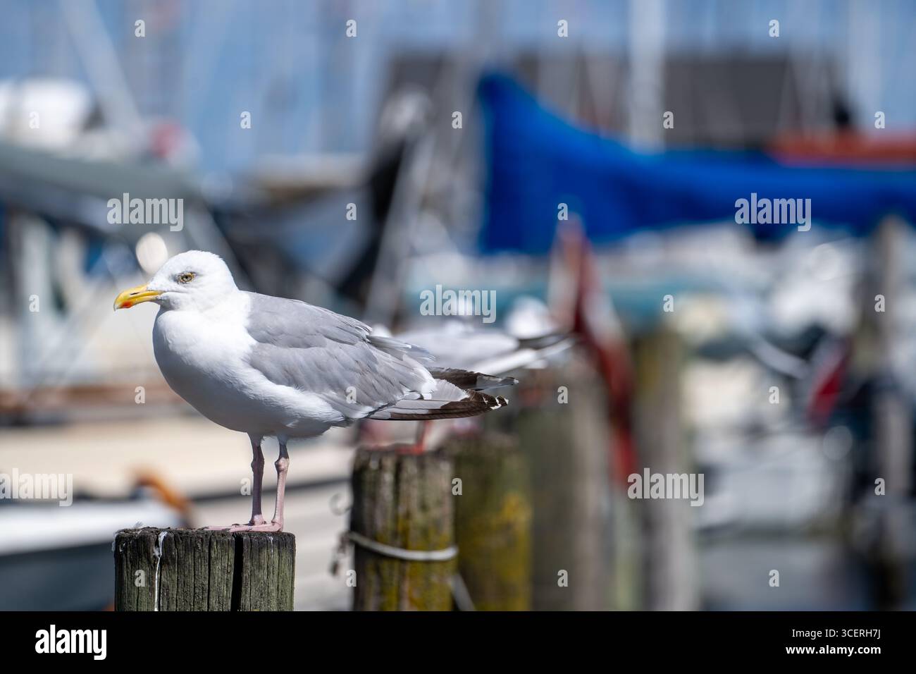 Gabbiano aringhe sulla banchina del porticciolo Foto Stock