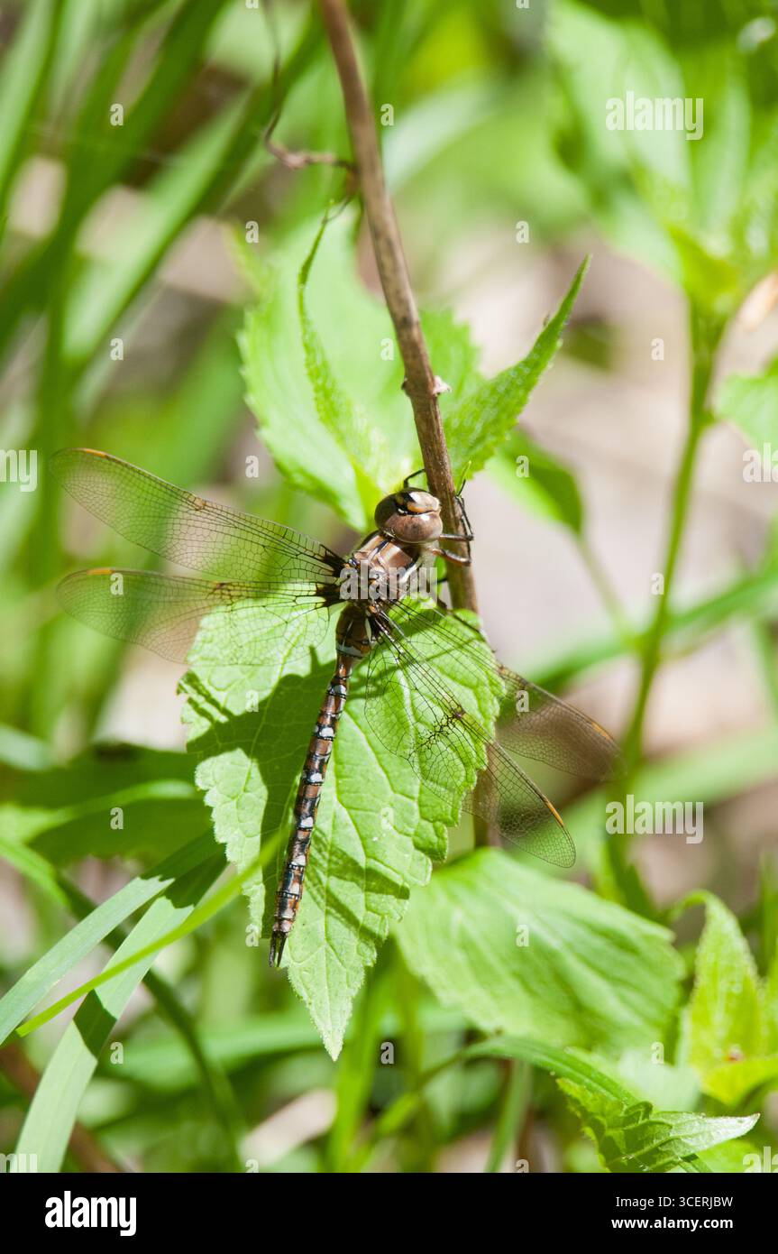 Grande libellula appesa al verde Foto Stock