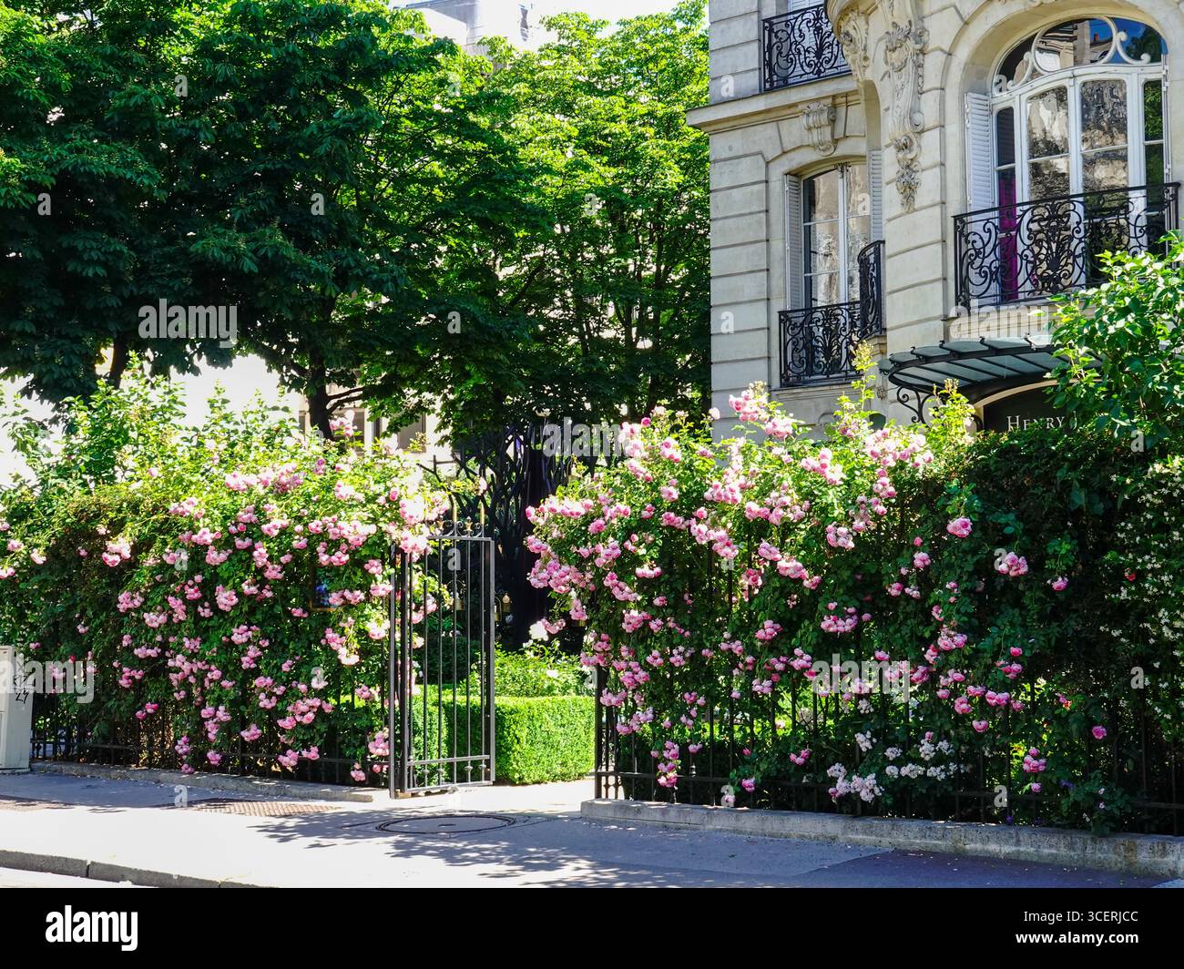 Rose rosa in piena fioritura lungo la recinzione di ferro di fronte a Parfums Henry Jacques, Place de la Reine Astrid, VIII arrondissement, Parigi, Francia. Foto Stock